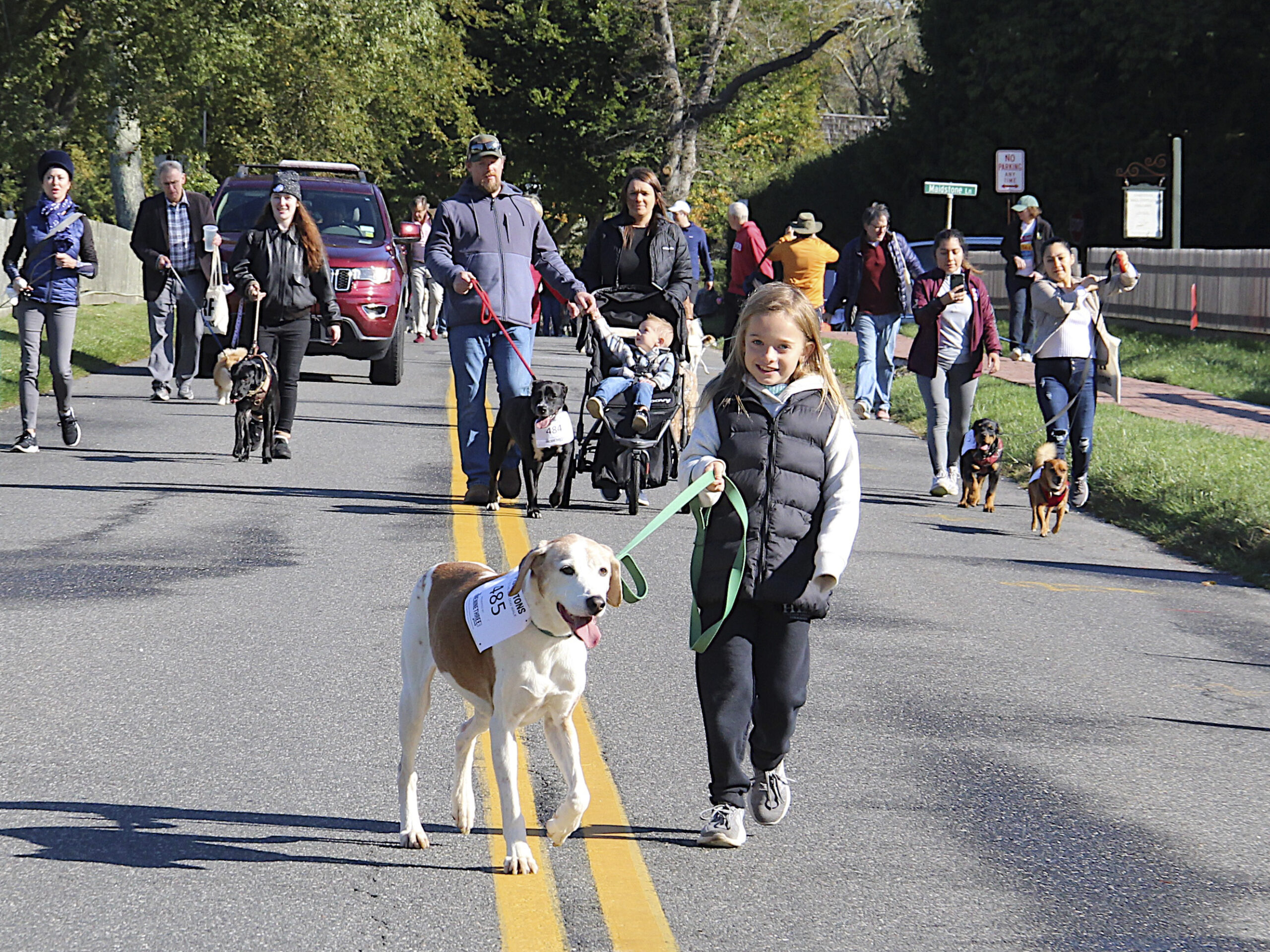 Leading the pack at the Animal Rescue Fund of the Hamptons (AFR) Stroll to the Sea Dog Walk, the two mile dog walk from Mulford Farm to the ocean and back, on Saturday are Kacey Kromer and Cosmo.    KYRIL BROMLEY