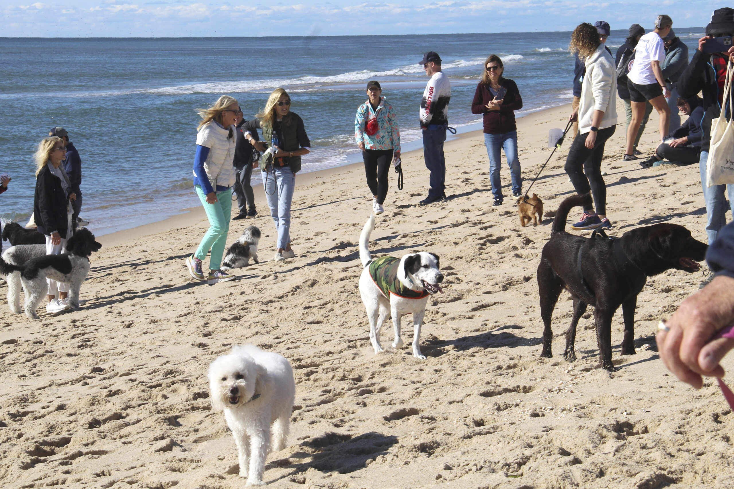 The Animal Rescue Fund of the Hamptons (AFR) Stroll to the Sea Dog Walk, the two mile dog walk from Mulford Farm to the ocean and back, on Saturday.  KYRIL BROMLEY