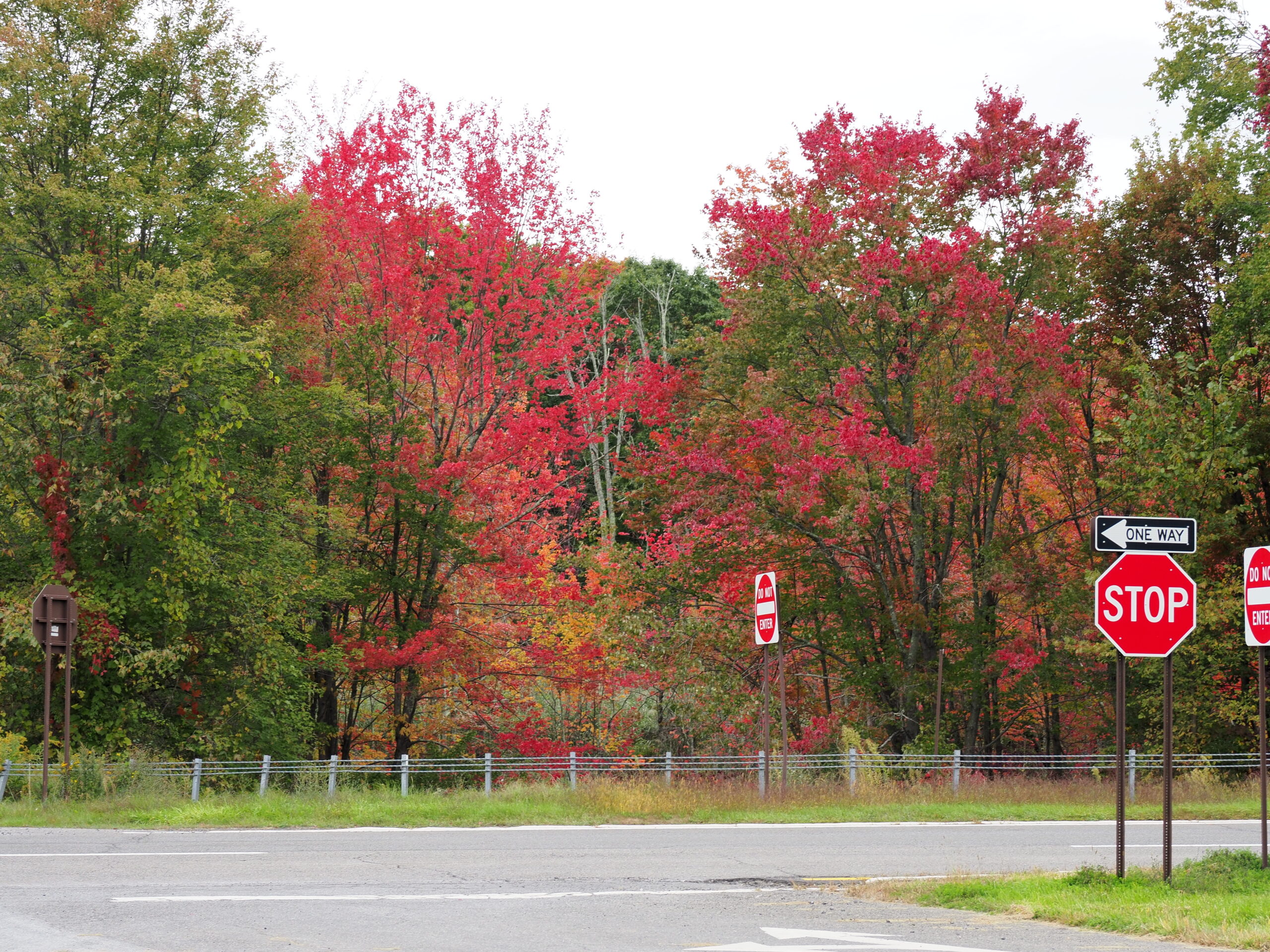Wetland areas like this one on the side of the Taconic can be great for fall colors as the 