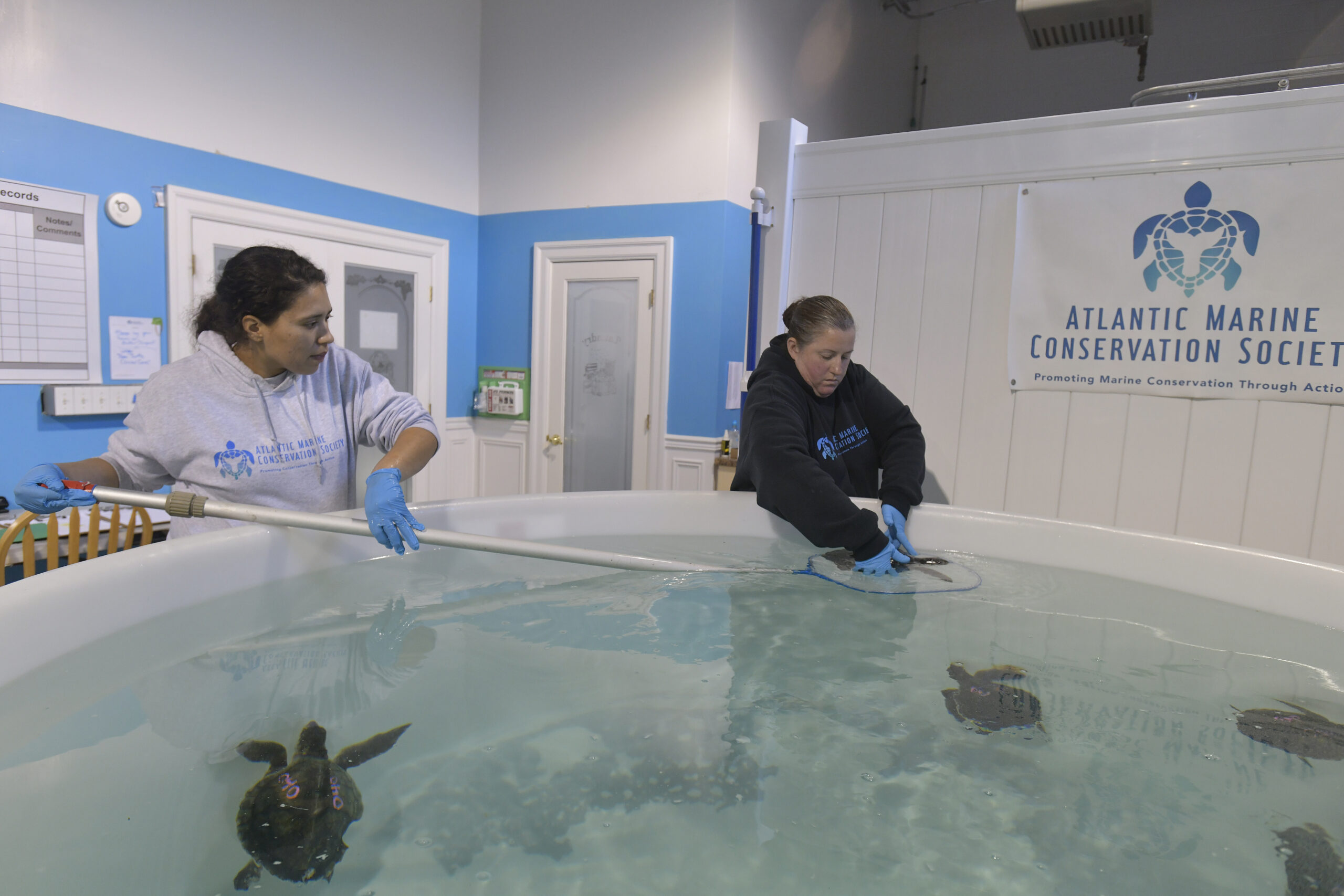Volunteer Coordinator Roxana Saravia and Research Associate Allison DePerte work with one of the 20, cold stunned  Kemp’s ridley sea turtles that came to the Atlantic Marine Conservation Society (AMSEAS) to triage in their Westhampton Beach facility on Sunday.   DANA SHAW