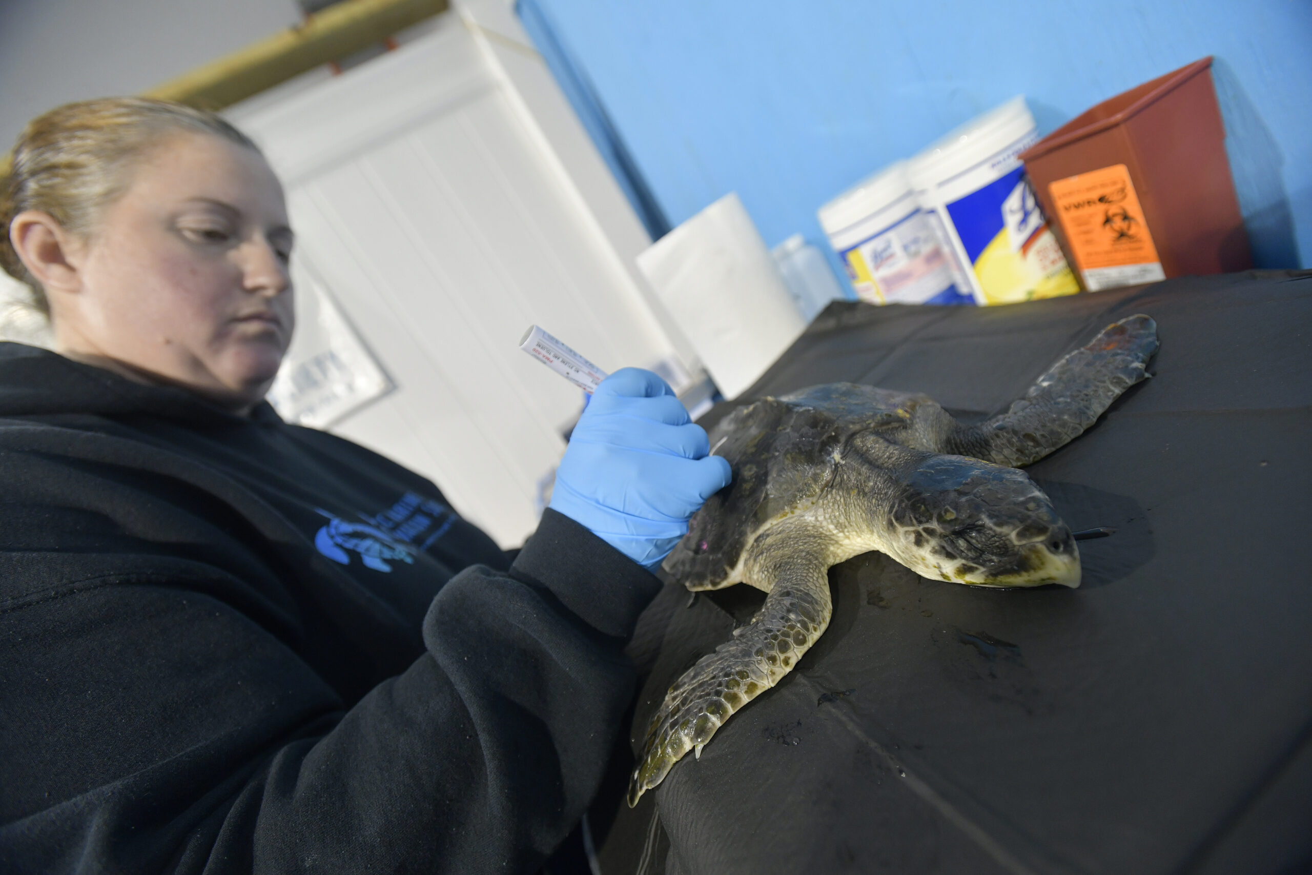 Research Associate Allison DePerte work with one of the 20, cold stunned  Kemp’s ridley sea turtles that came to the Atlantic Marine Conservation Society (AMSEAS) to triage in their Westhampton Beach facility on Sunday.   DANA SHAW