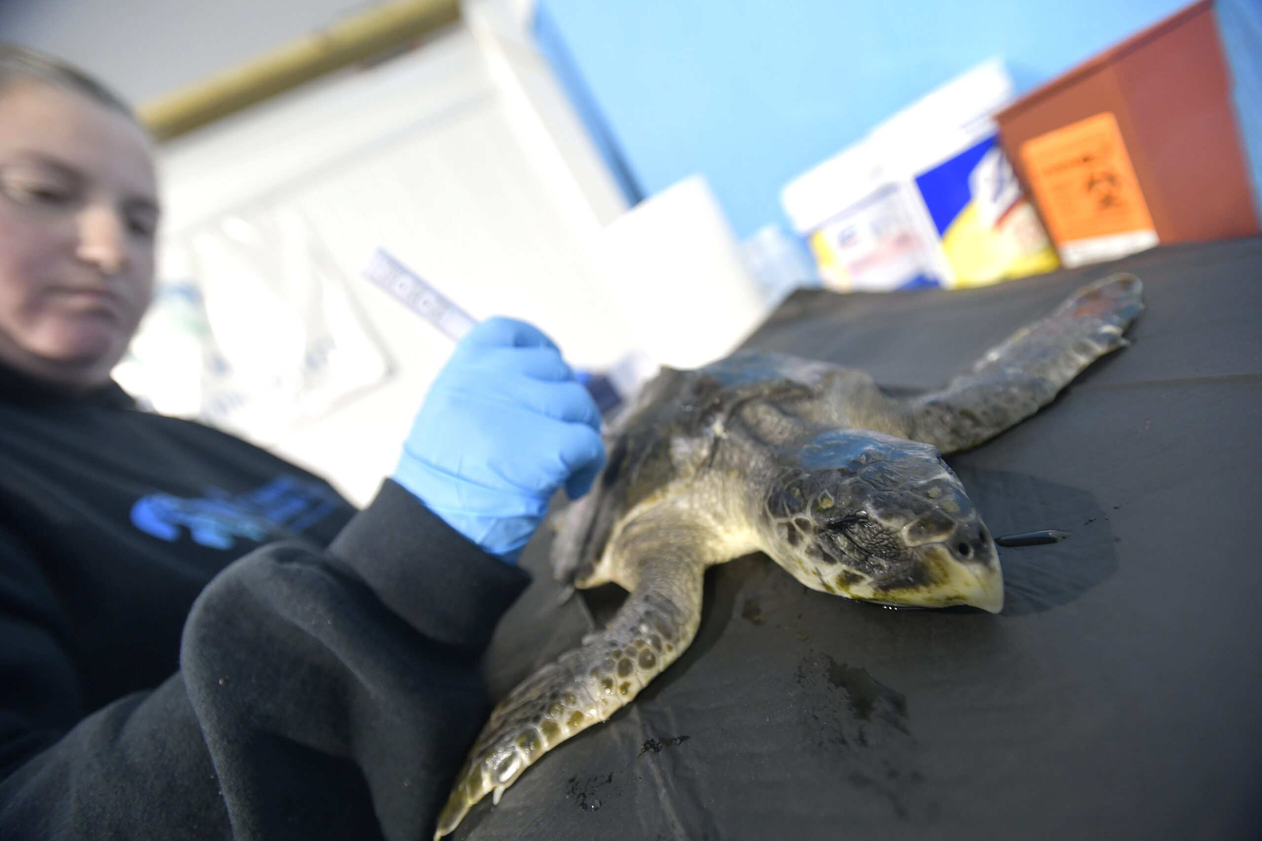 Research Associate Allison DePerte work with one of the 20, cold stunned  Kemp’s ridley sea turtles that came to the Atlantic Marine Conservation Society (AMSEAS) to triage in their Westhampton Beach facility on Sunday.   DANA SHAW