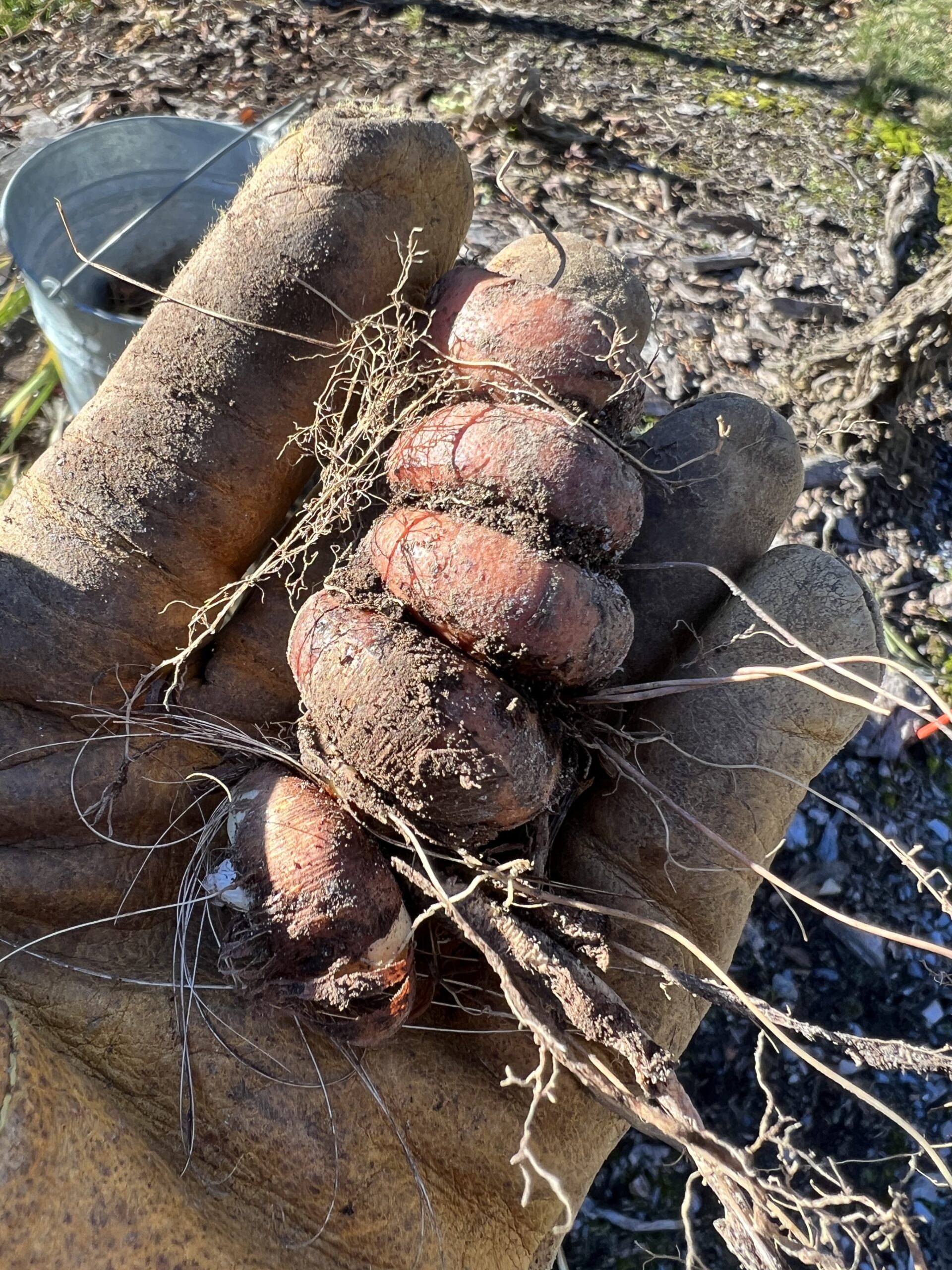 Five generations of Crocosmia corms.  The second corm from the second year was slightly larger than the first but notice that each year, each generation, the corms got smaller.  Remember to divide and replant after the third year.
ANDREW MESSINGER