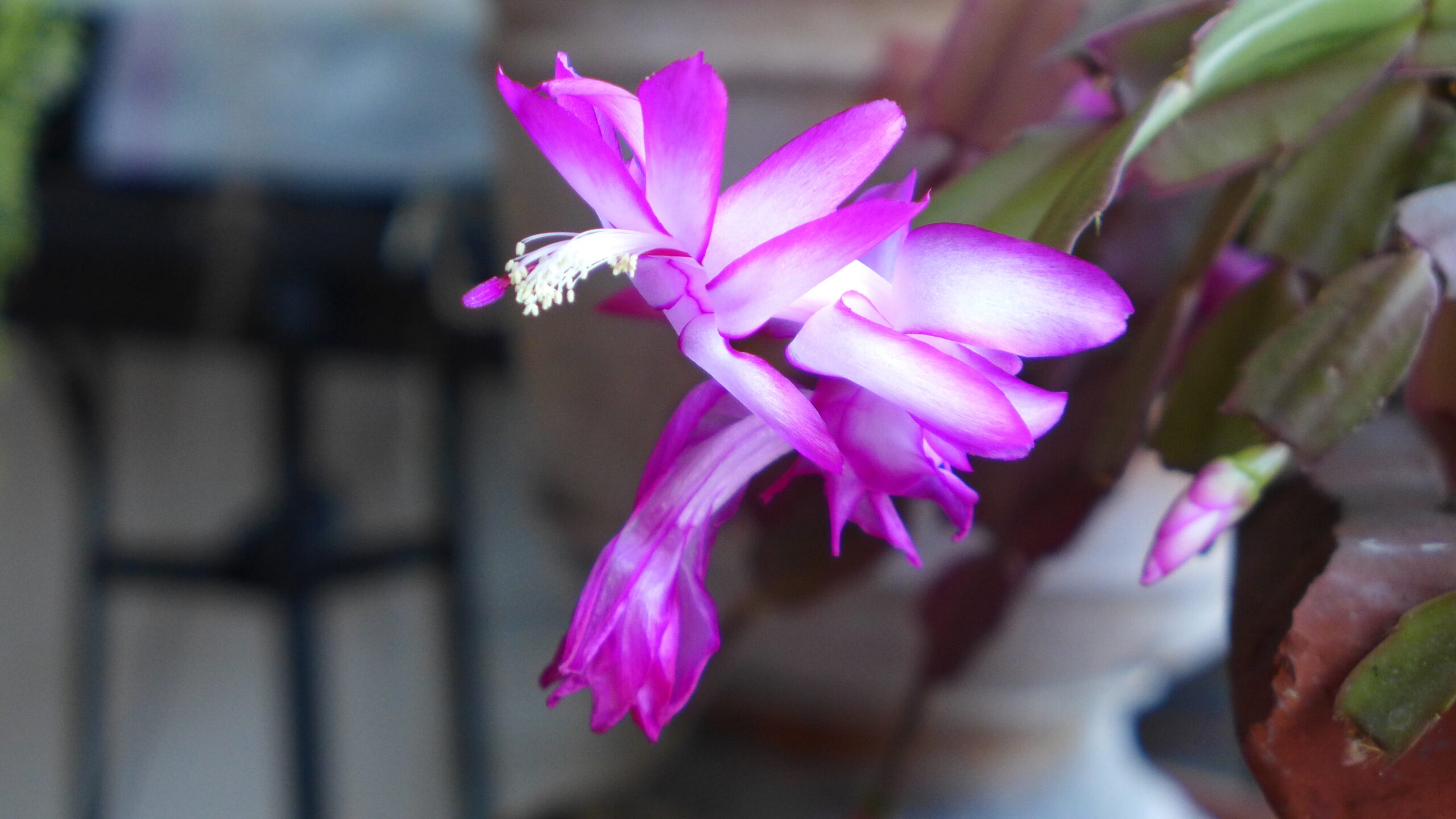 The holiday cacti flowers are quite intricate. With several flower petals the flower itself can be several inches long. The violet in this specimen is a bit more striking than on the more common pink varieties. ANDREW MESSINGER