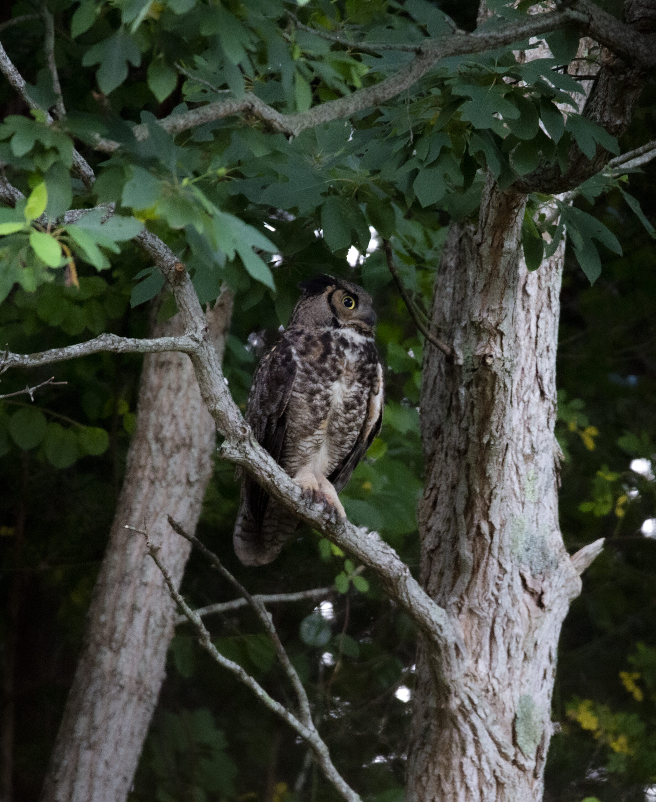 A great horned owl, post hunt.