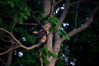 Great Horned Owls: Majesty on the East End