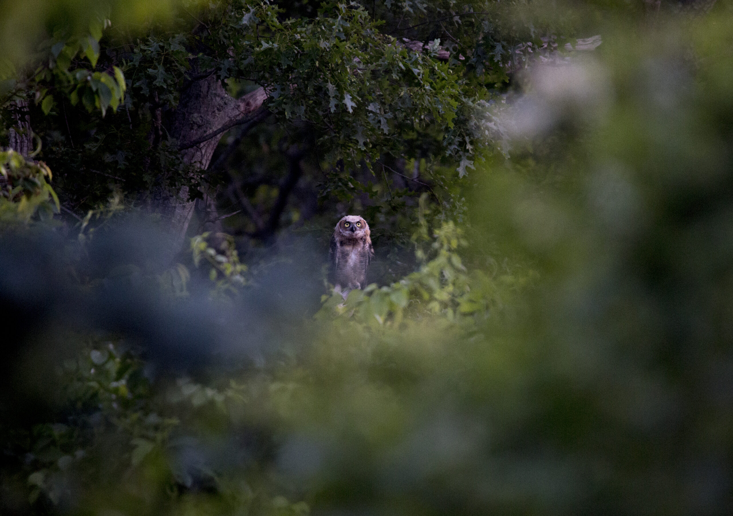 A juvenile great horned owl.