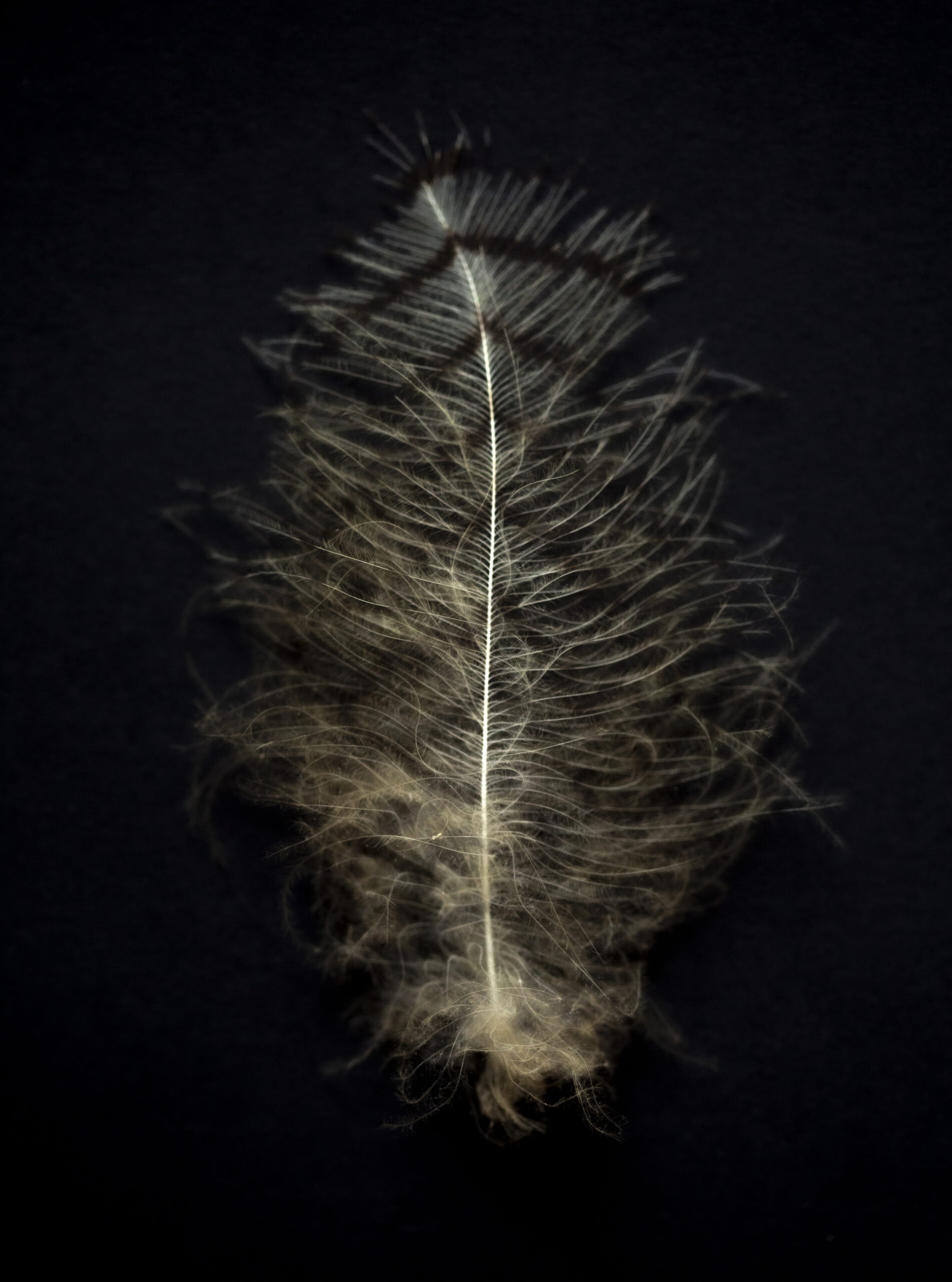 Owl feather