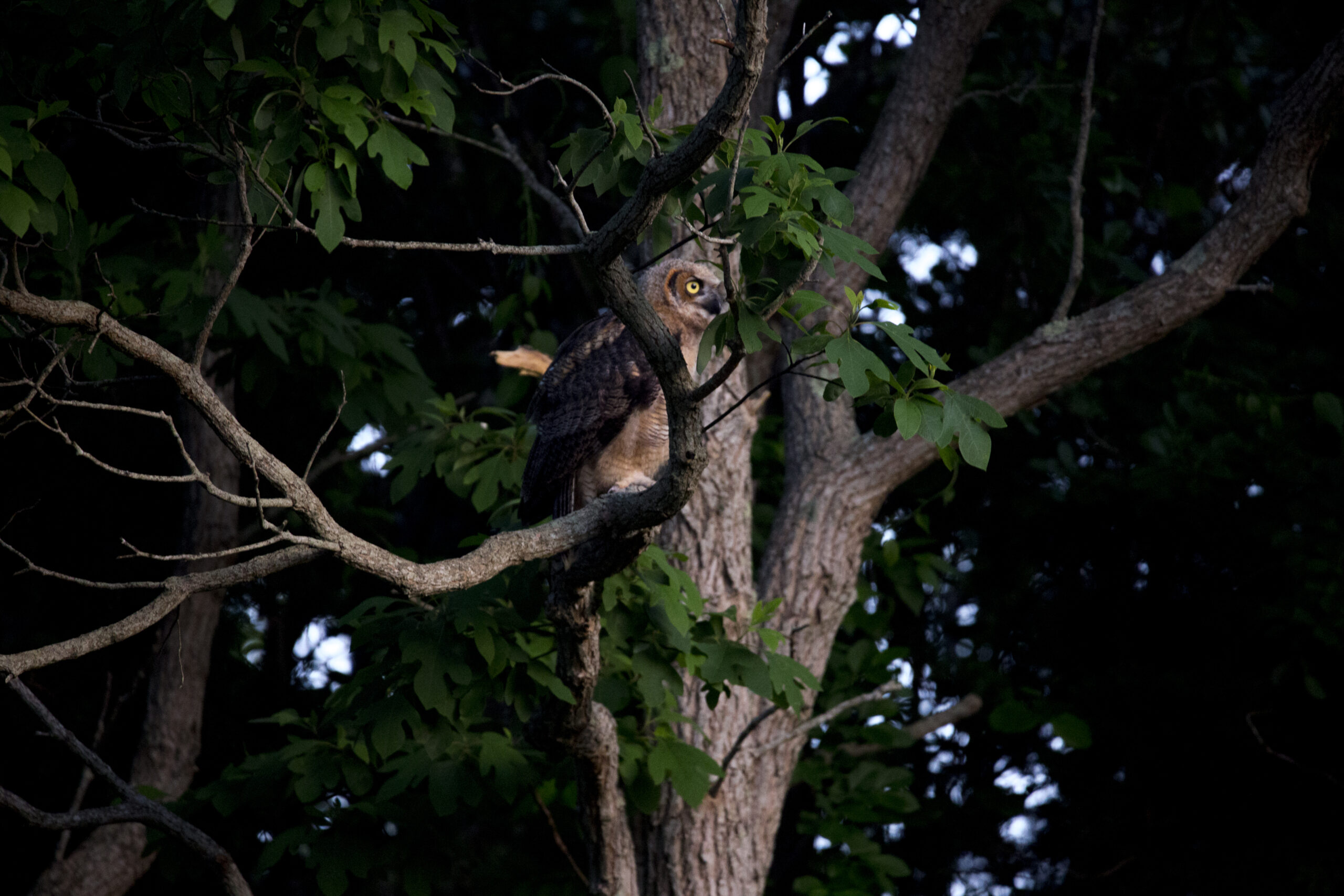 Great Horned Owls: Majesty on the East End