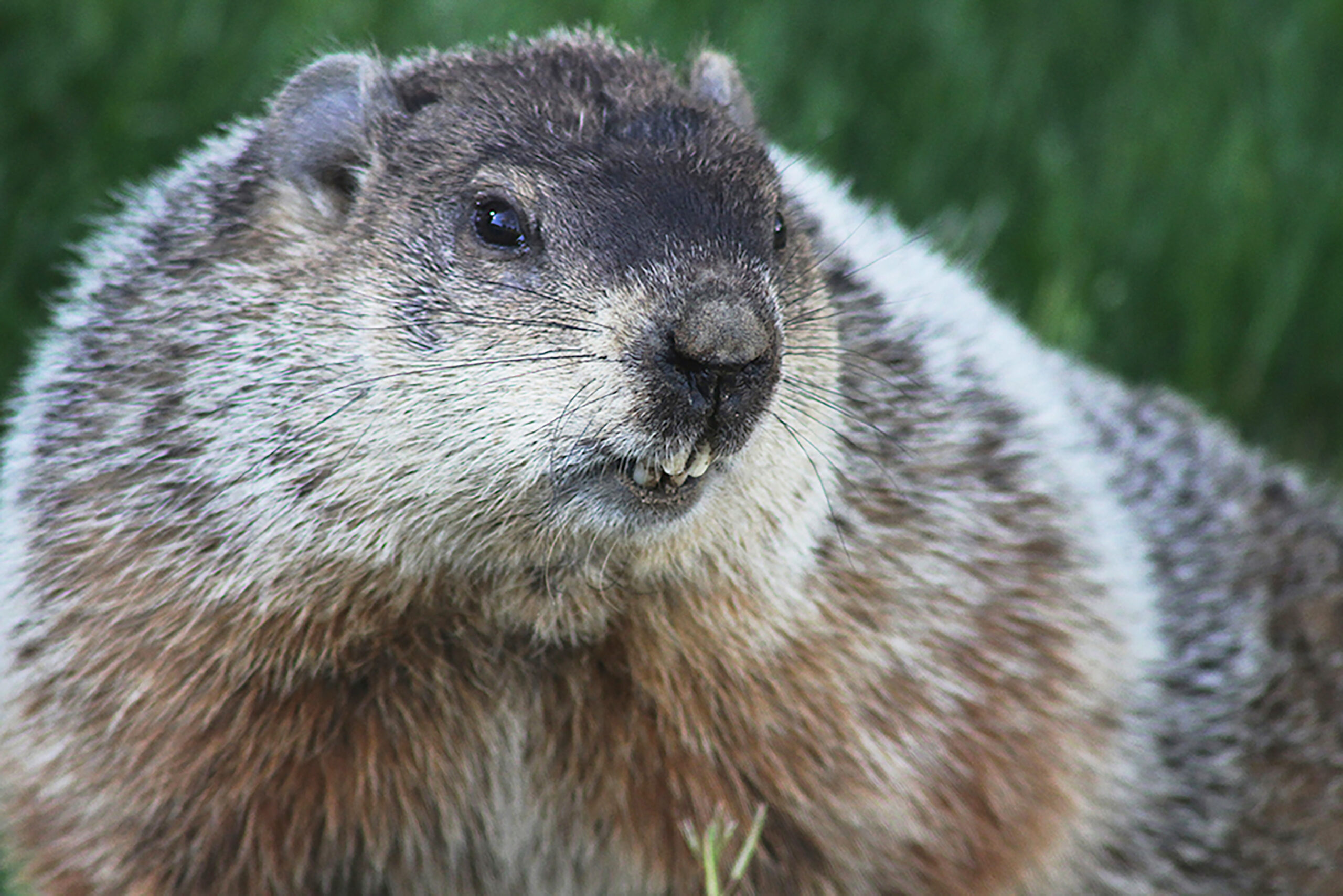 Go anywhere in the lower 48 and show folks a photo of a raccoon, a fox, or a even an opossum, and chances are folks will know them as a raccoon, a fox and an opossum.  Show them a photo of a woodchuck and the name varies.   DELL CULLUM