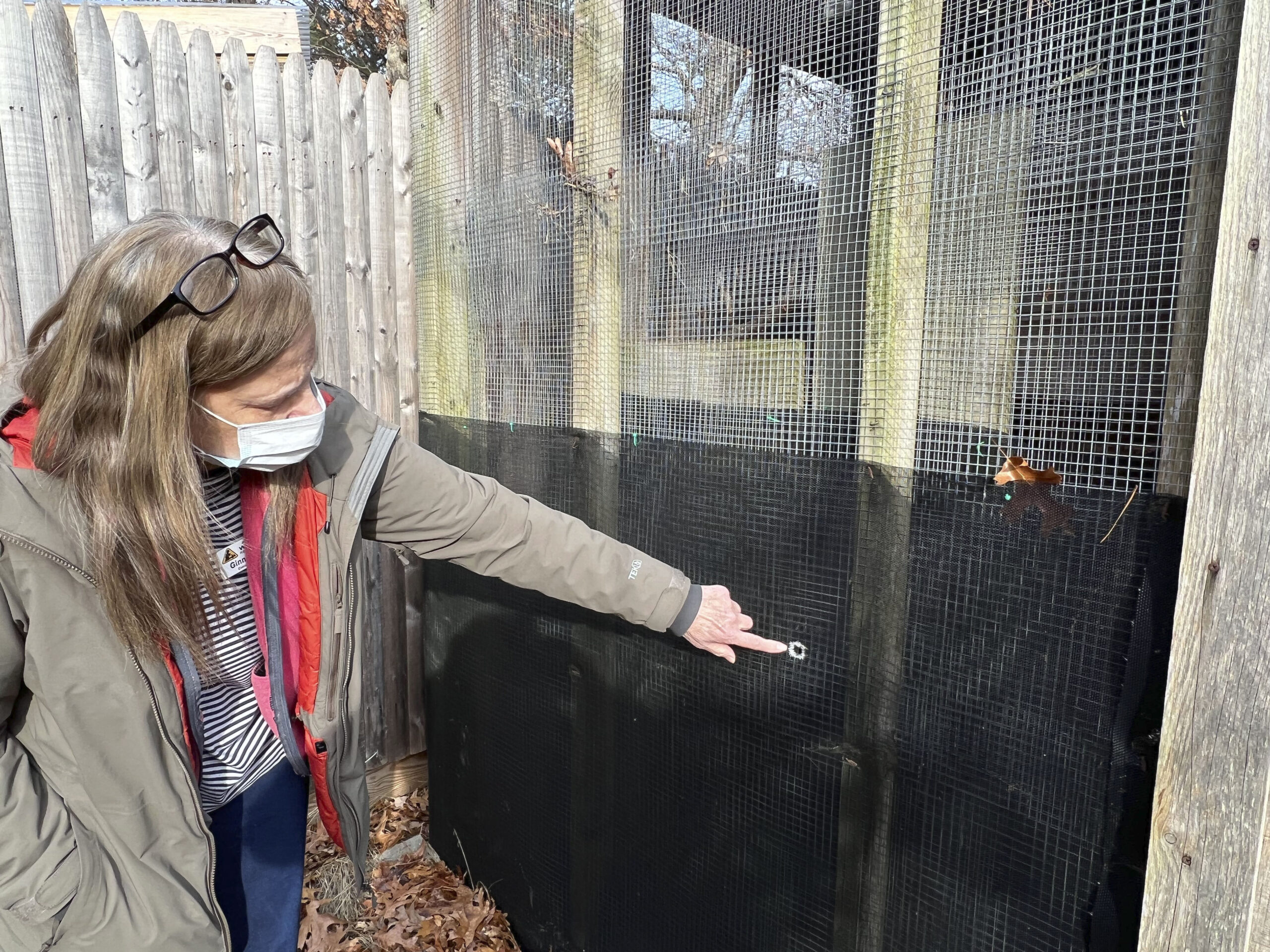 Wildlife Rescue Center Founder Virginia Frati points to a bullet hole in one of the enclosures shortly after the January incident.  DANA SHAW