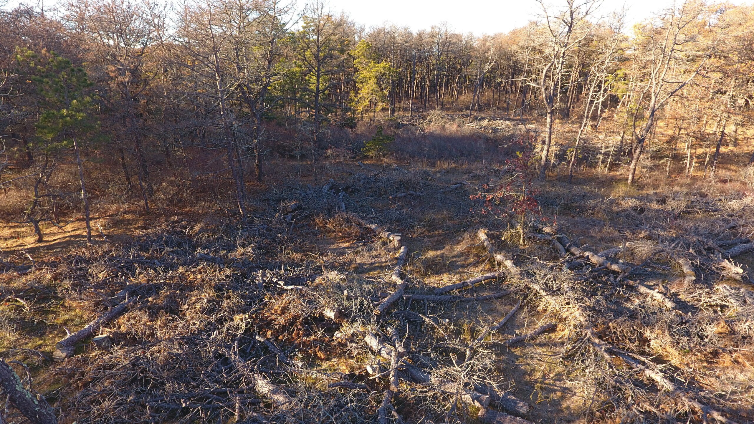 Southern pine beetles have left patches of browned trees, dead or dying from infestations, across Napeague. New York State Parks Department is going to start cutting health, uninfected trees this winter in an effort to stanch the spread of the bugs before they reach Hither Hills's forests.