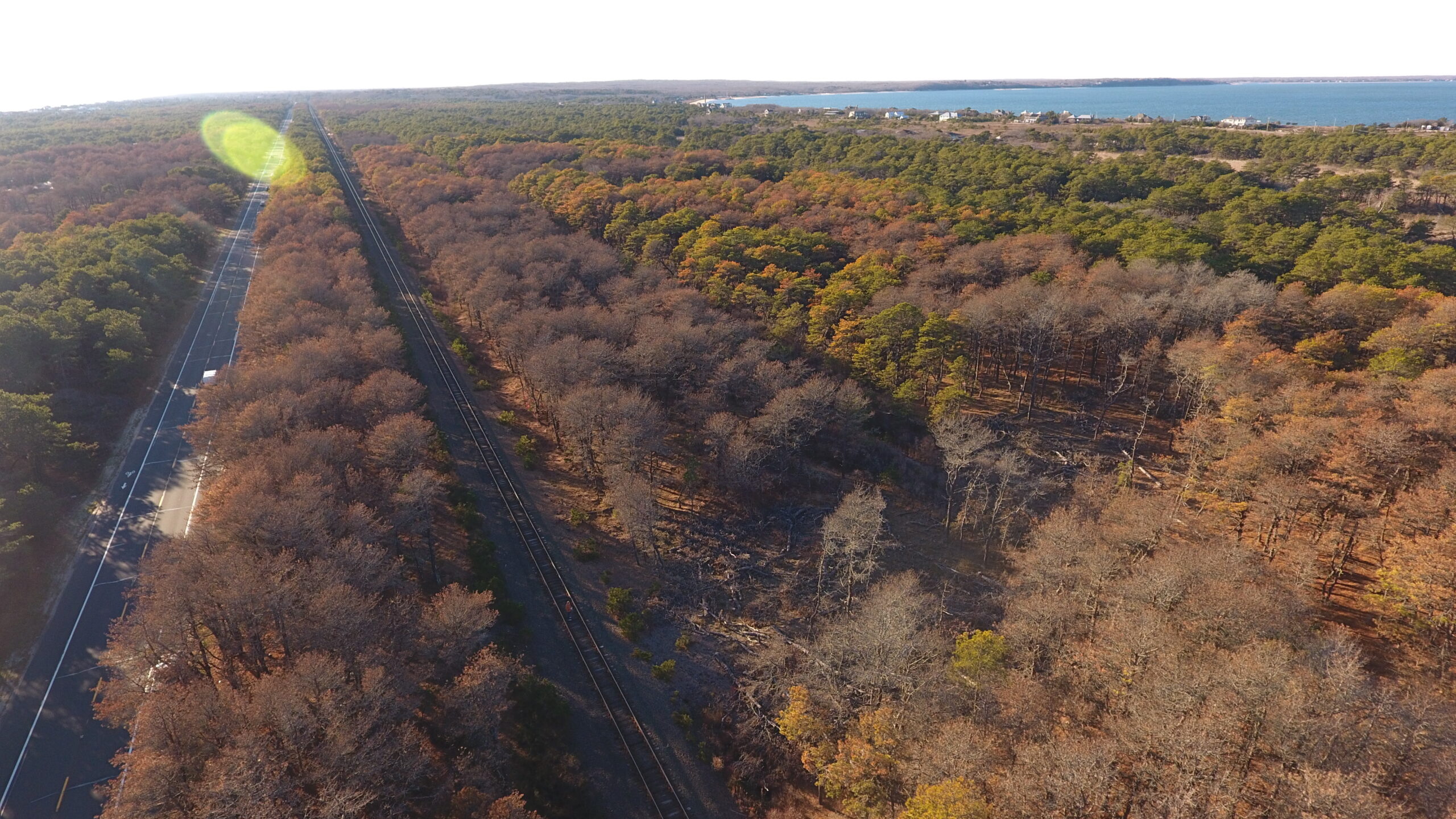 Southern pine beetles have left patches of browned trees, dead or dying from infestations, across Napeague. New York State Parks Department is going to start cutting health, uninfected trees this winter in an effort to stanch the spread of the bugs before they reach Hither Hills's forests.