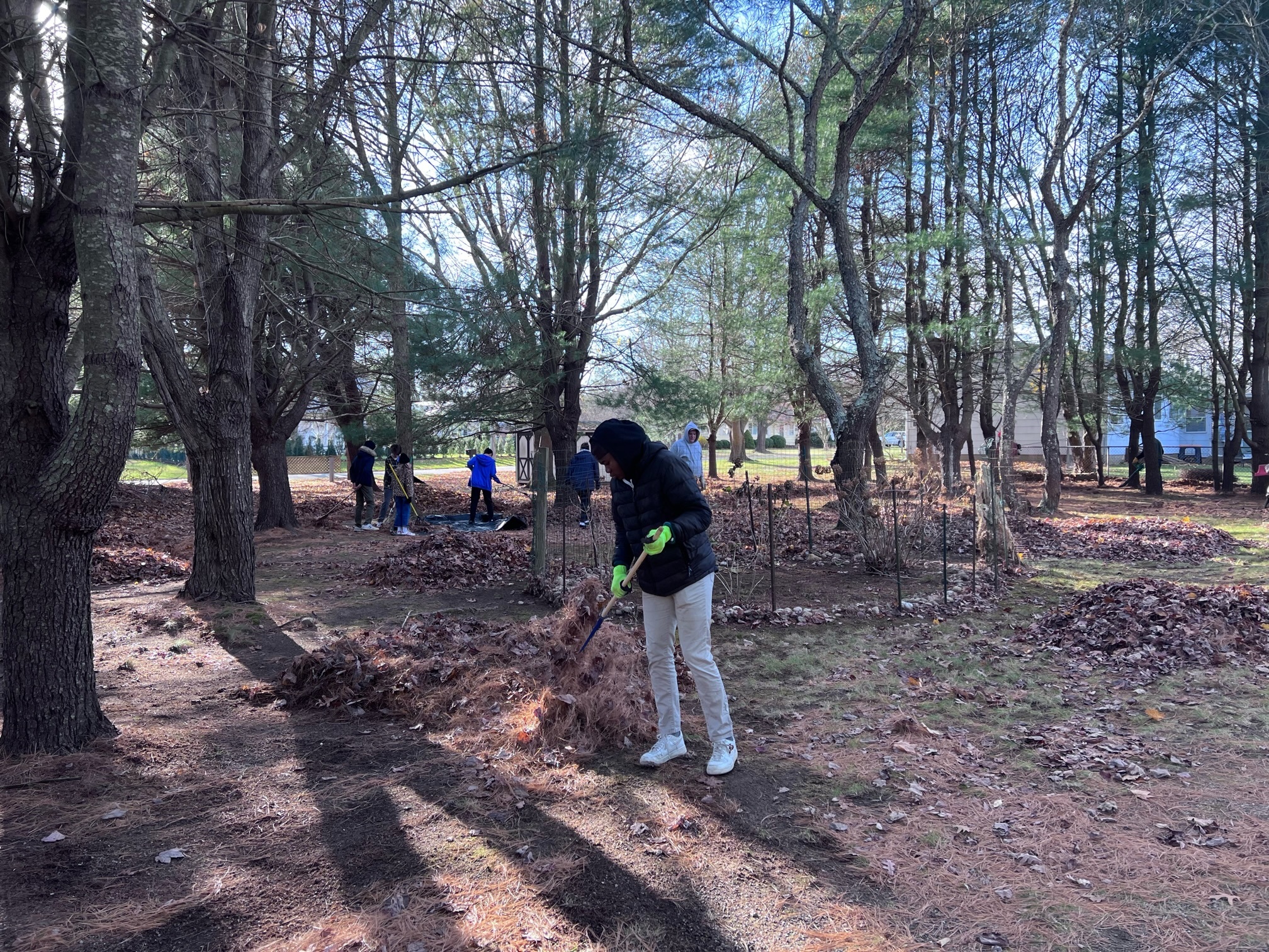 Sag Harbor Scouts volunteered their time recently to rake the yard of a senior citizen in North Haven. COURTESY MAXINE FRIEDMAN