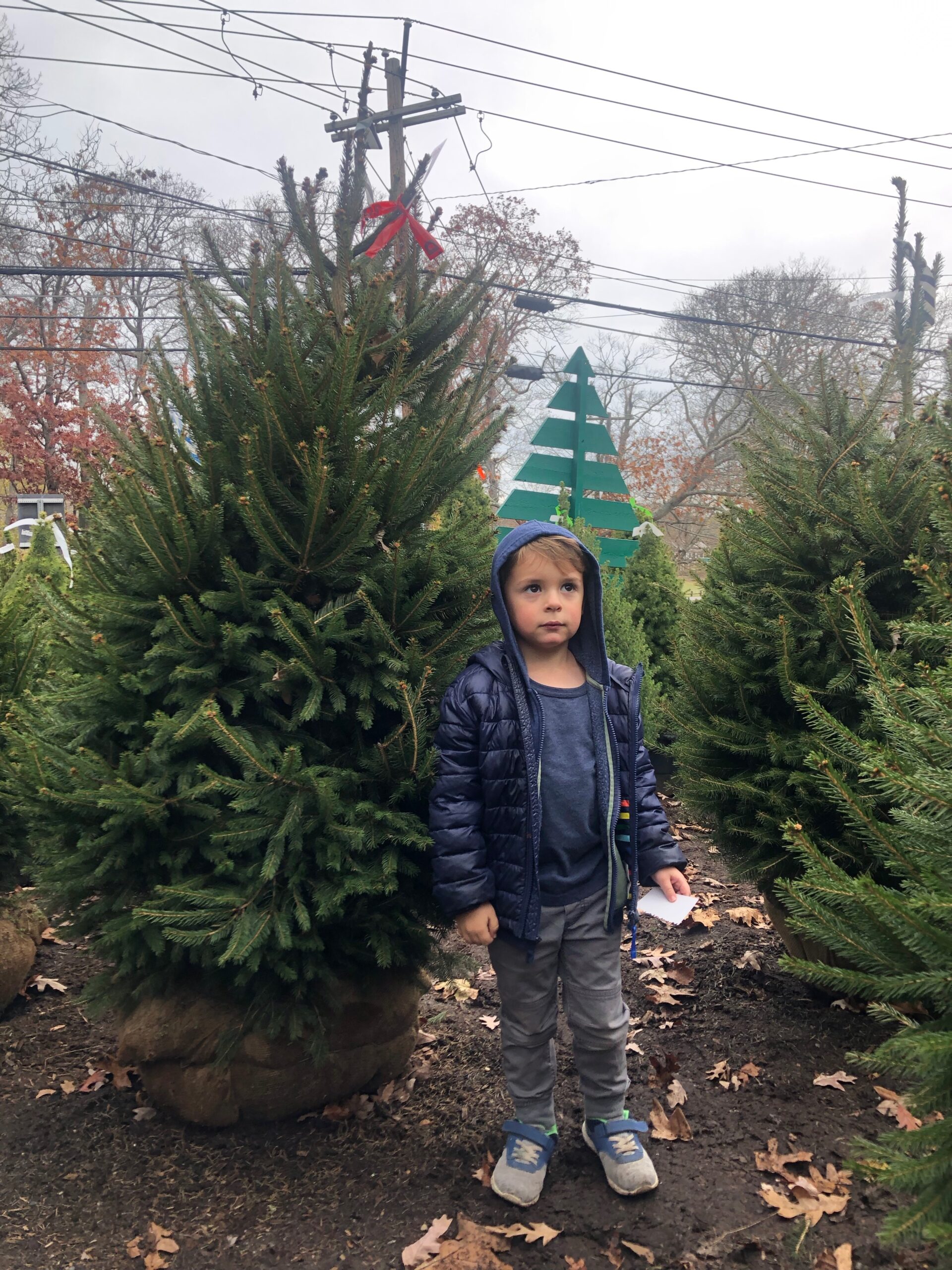 Casper Jenkins and his parents pick out a live potted tree every year from Buckley's Garden Center in East Hampton which has almost 200 potted spruce trees in various sizes, half of which are grown locally. JENNY NOBLE
