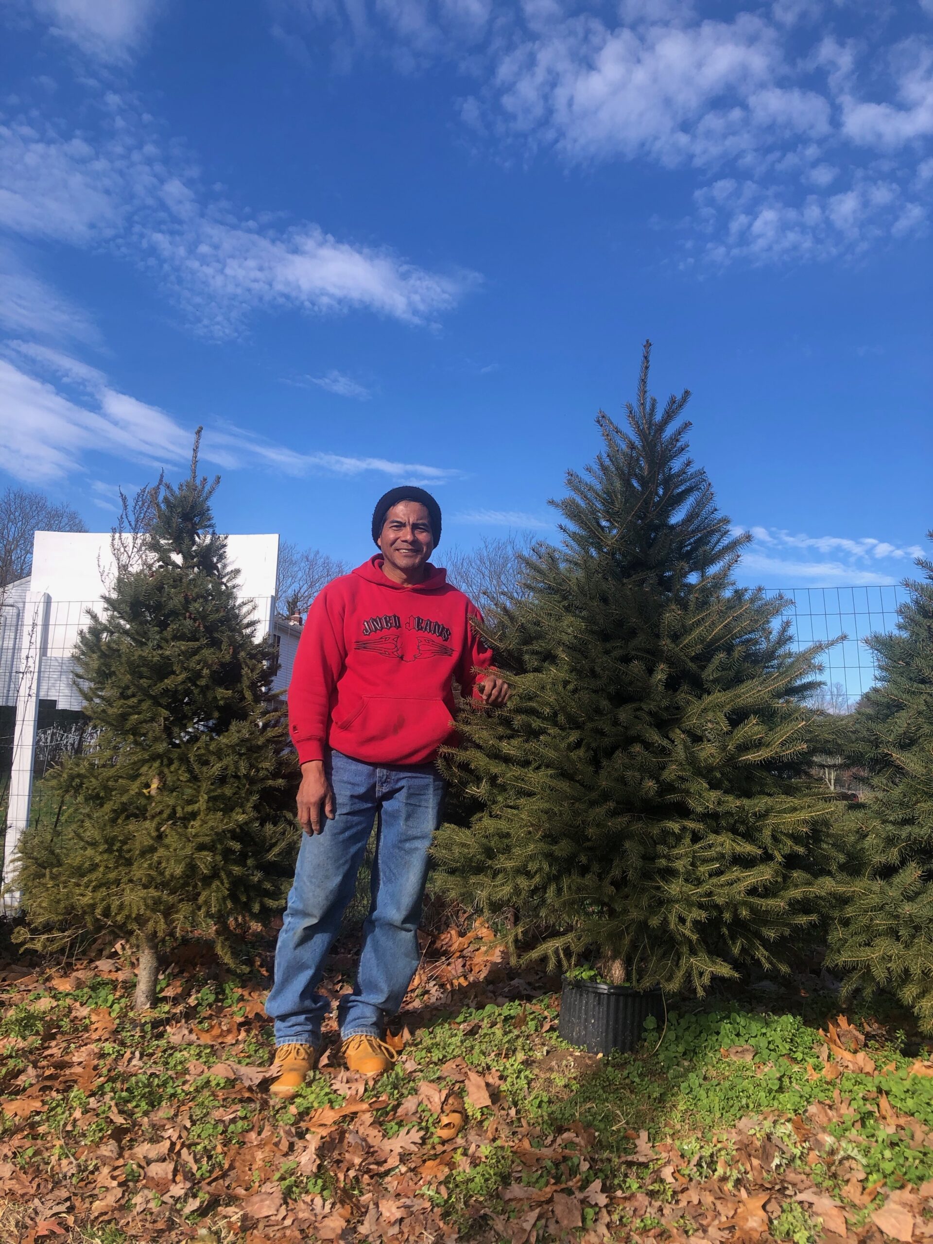 Tree farmer George Selvas of Mike’s Christmas Tree Farm with one of 400-500 fairly large potted trees to chose from. He’ll help you transplant a Norway, white or blue spruce to a larger pot. JENNY NOBLE