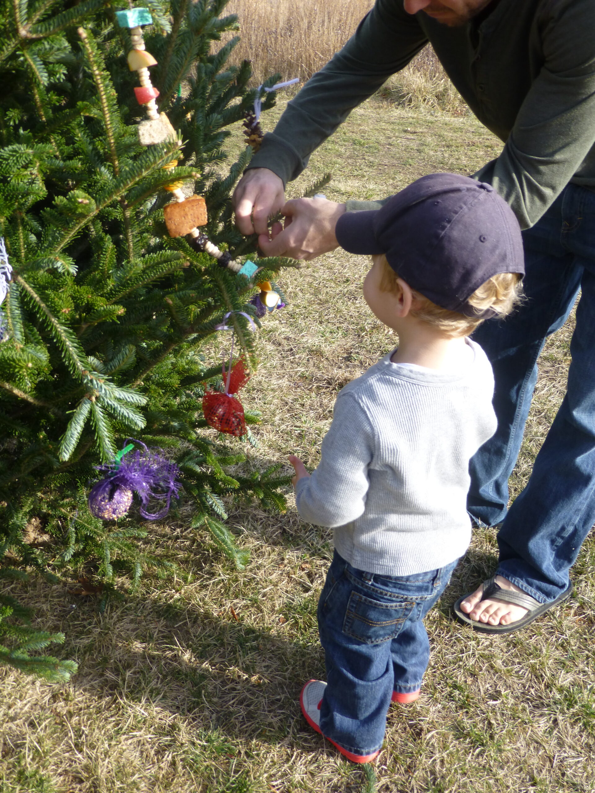 Decorate a Holiday Tree for the Birds at the South Fork Natural History Museum (SOFO) and learn how to make bird-friendly decorations. 
December 10, 10:30 a.m. Reservations required. COURTESY SOFO