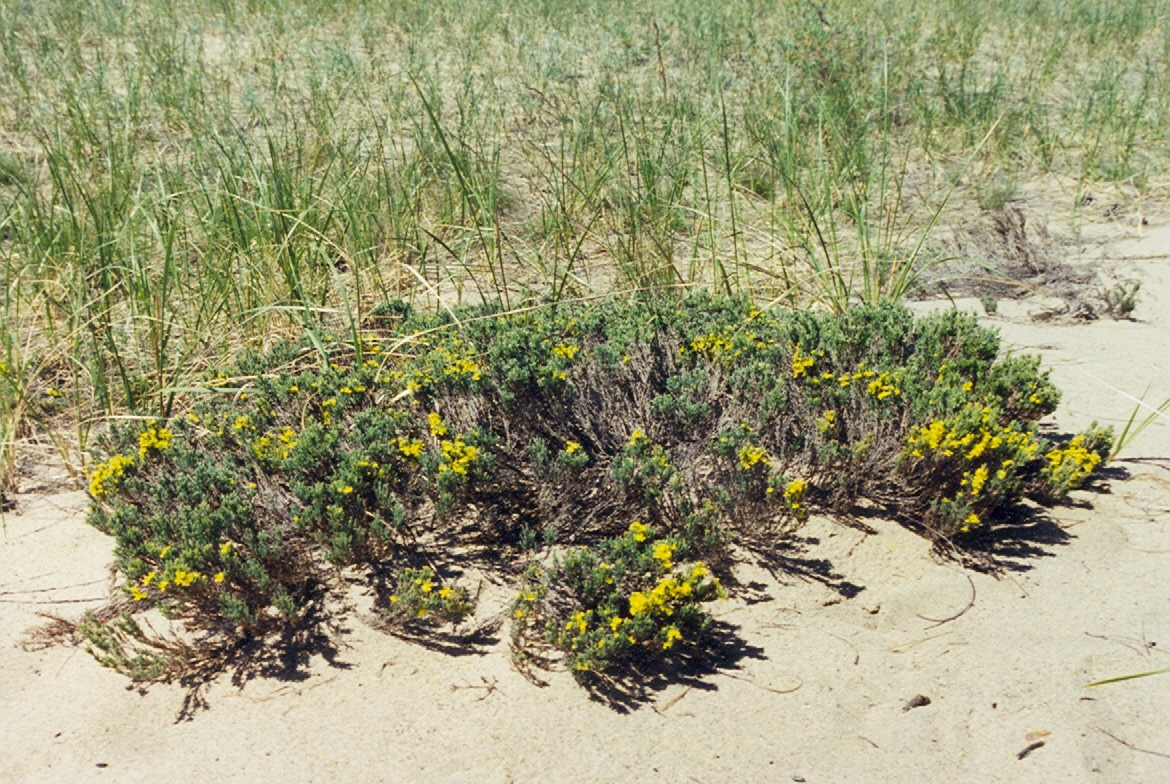 Hudsonia tomentosa can be found in and along the ocean dunes and along the bay dunes as well.  Not very ornamental, but they do grow in pure sand and are totally salt resistant.