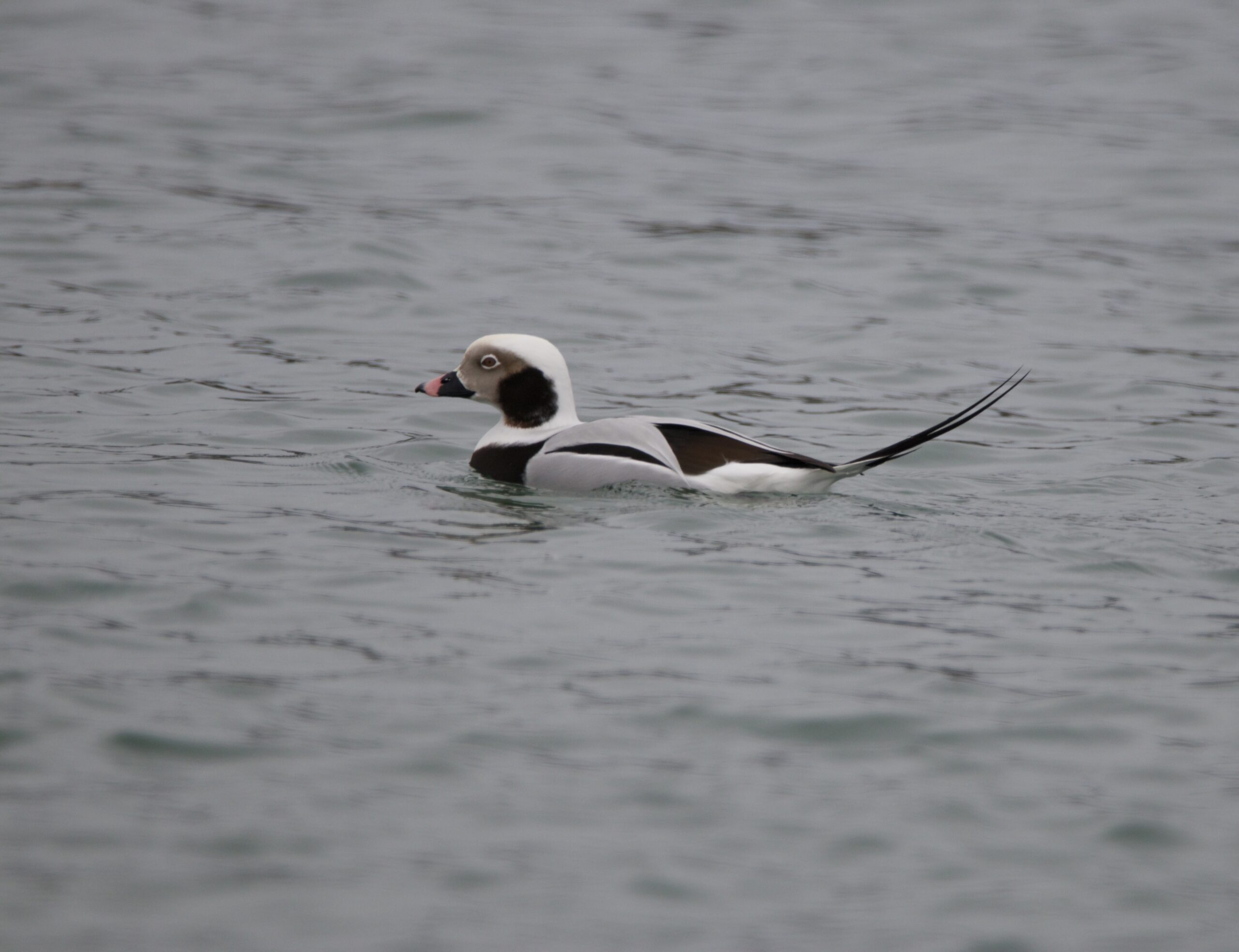 A male, long-tailed duck.      TERRY SULLIVAN