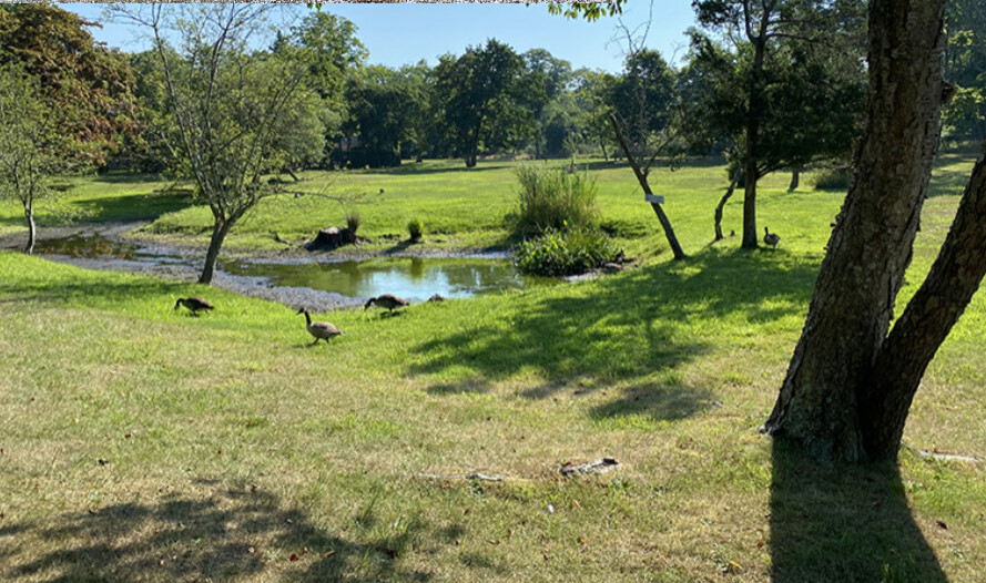 A pond on the Lovelady Powell property. ELIZABETH VESPE