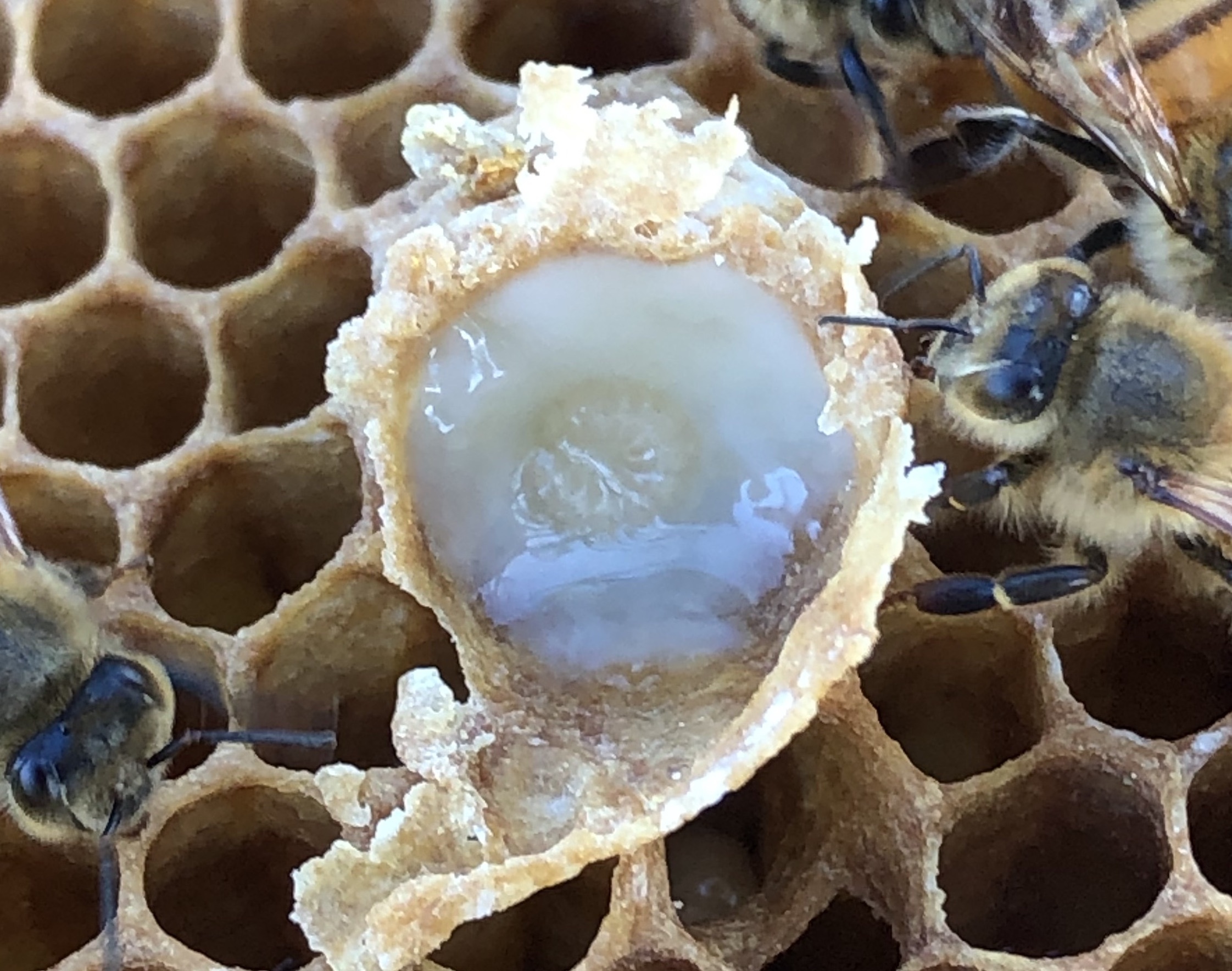 A bee larva in royal jelly.  :. RUSERT/WIKIMEDIA COMMONS,  <a href=