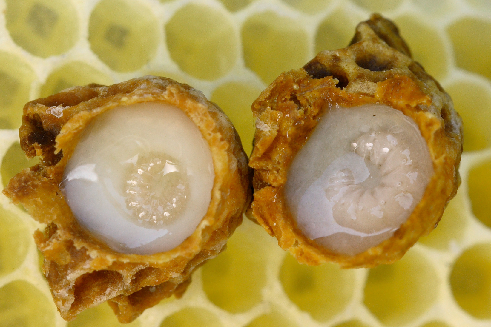 Developing queen larvae surrounded by royal jelly.

WAUGSBERG/WIKIMEDIA COMMONS, <a href=