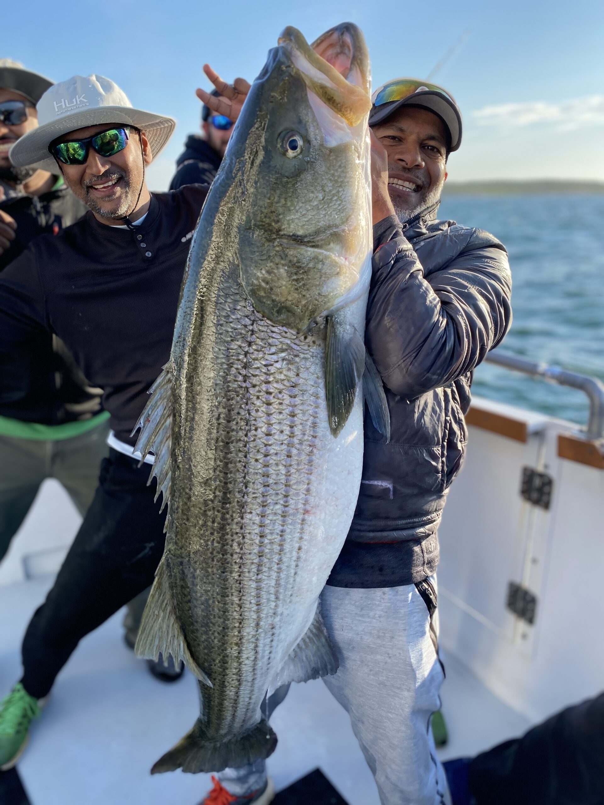 Another warm winter in the Northeast (okay, yes, it's cold today...) does not bode well for the spawning hopes for this spring of big striped bass, like this 56-pounder that was caught and released by anglers aboard the Hammer Time charter boat out of Montauk last summer. 
Capt. Tommy LaSala
