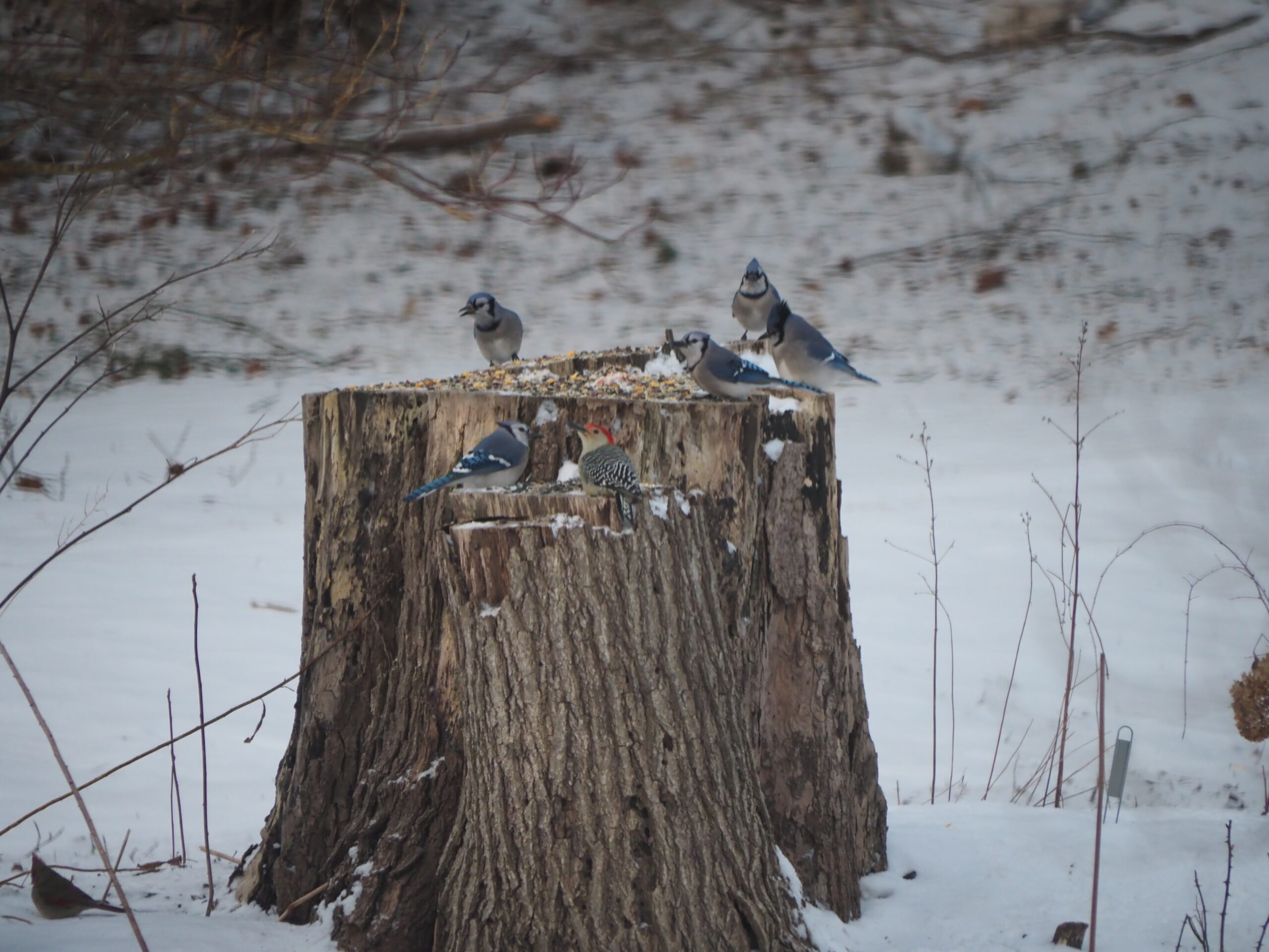 A red-bellied woodpecker takes a break from feeding on ash borer grubs and joins the blue jays at the stump to check out the offerings. ANDREW MESSINGER
