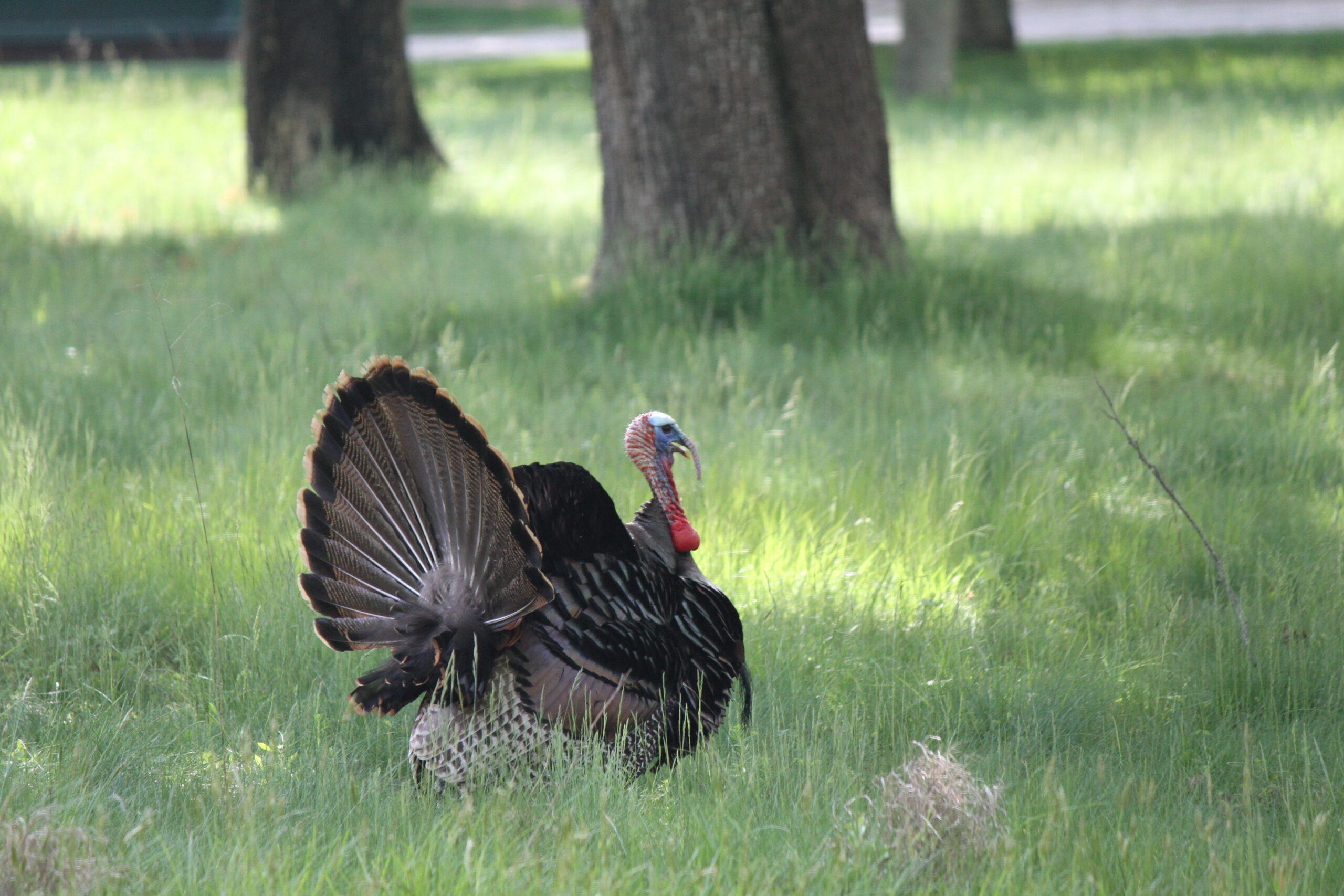 There will be a spring turkey hunting season on Long Island for the first time this year, but East Hampton Town officials are reticent to allow hunting on public lands, in part due to fears of safety hazards threatening the health and safety of the growing numbers of residents on the South Fork in May. 
Michael Wright Photo