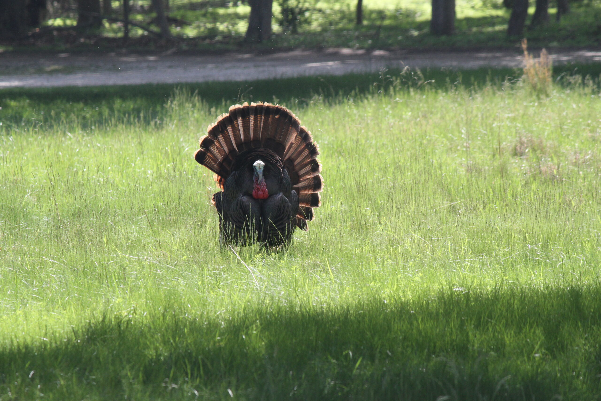There will be a spring turkey hunting season on Long Island for the first time this year, but East Hampton Town officials are reticent to allow hunting on public lands, in part due to fears of safety hazards threatening the health and safety of the growing numbers of residents on the South Fork in May. 
Michael Wright Photo
