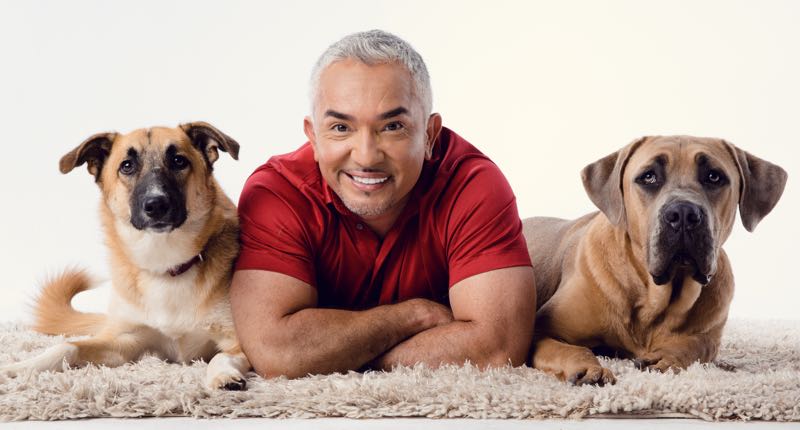 Cesar Millan and his four-legged friends will come to the Westhampton Beach PAC on July xxx