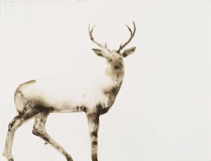 Alexis Rockman. White Tailed Deer. 18 x 24 inches. 