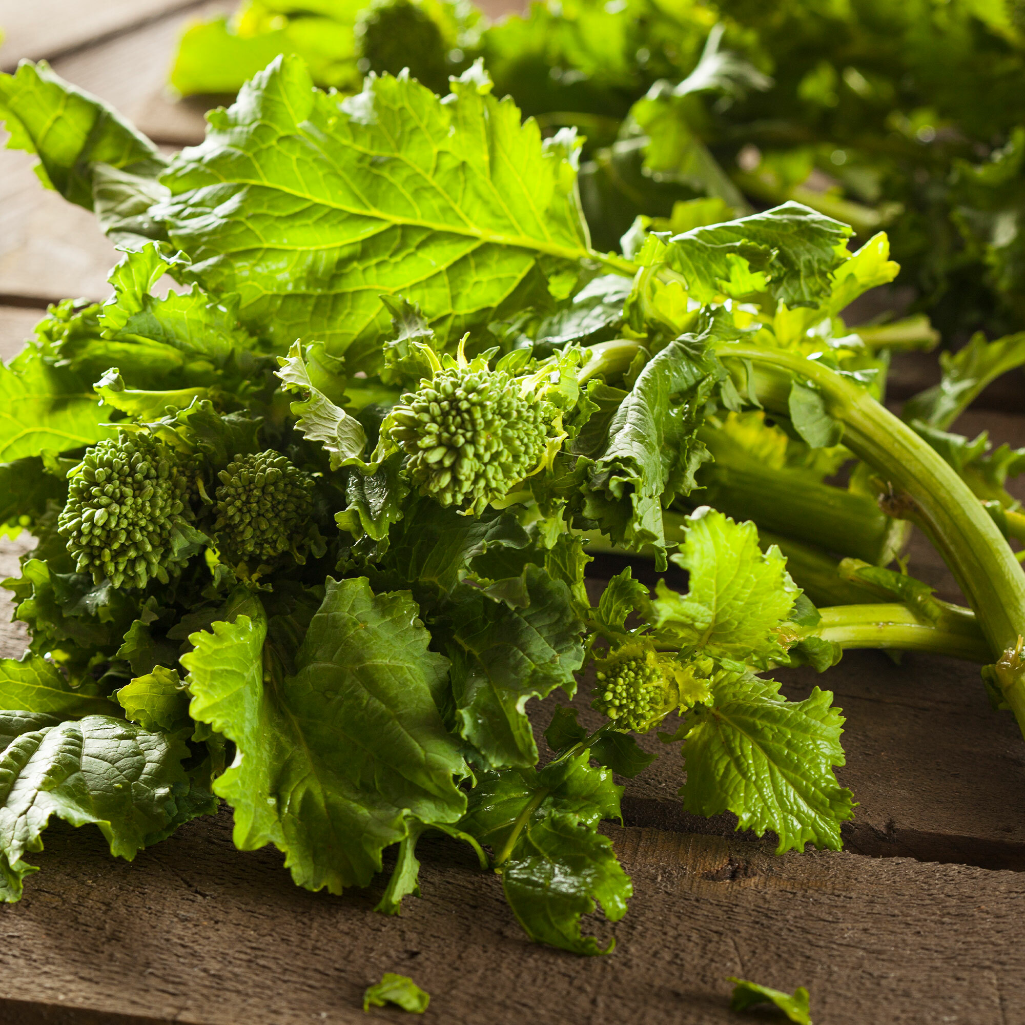 Broccoli Raab, also called false broccoli, is actually closely related to mustards and turnips with a bitter, sharper flavor than traditional broccoli.  It’s used widely in Italian and Chinese cuisine. Great for early-fall harvesting.   TRUE LEAF MARKET