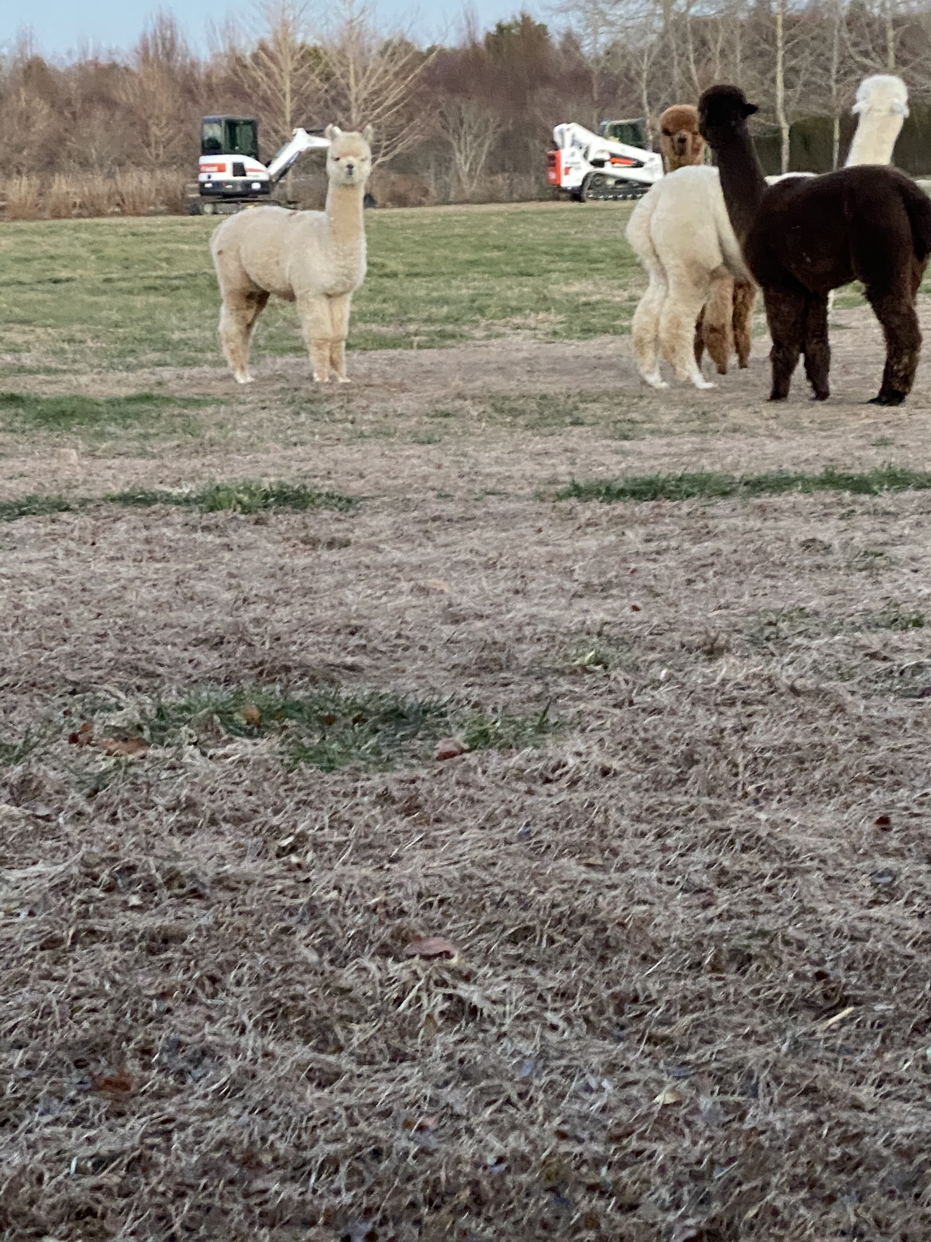 Alpacas on the property escaped and were running loose on Butter Lane last fall, neighbors of 625 Butter Lane said.