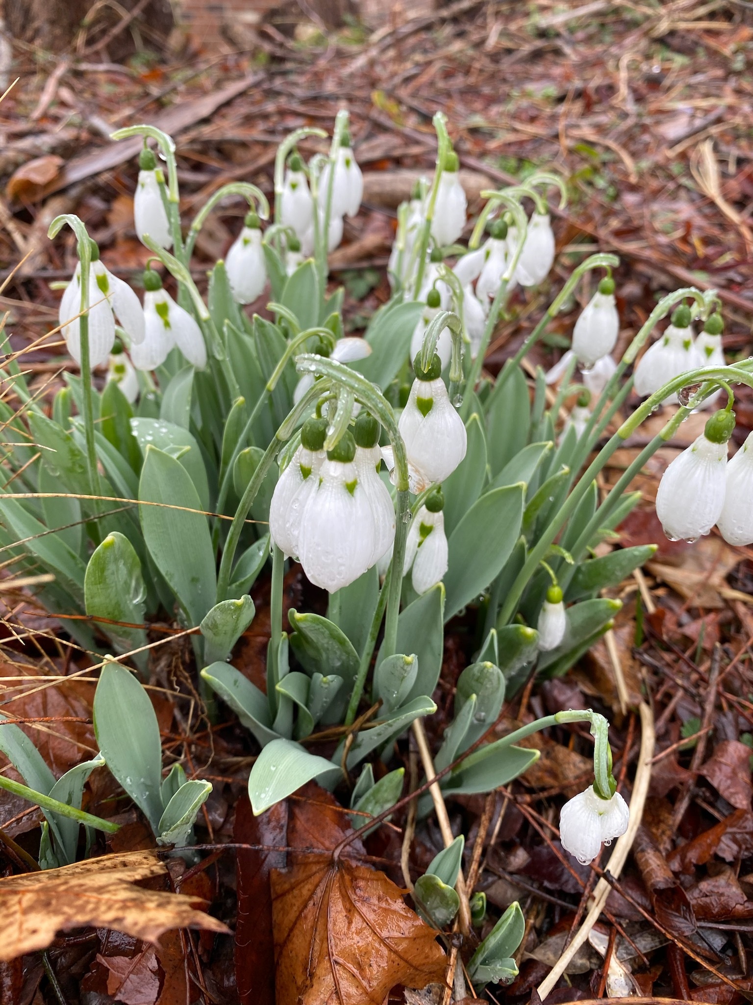 Snowdrops
