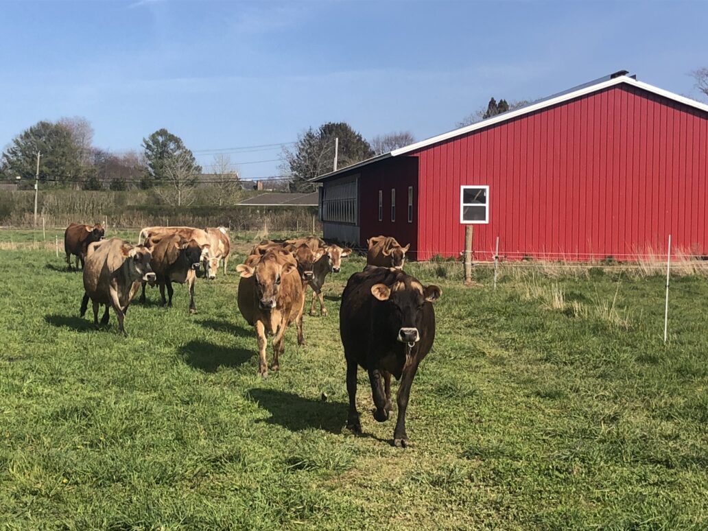 It’s not what we eat, but how it’s raised that matters. Cows raised sustainably on small farms like Mecox Bay Dairy in Bridgehampton, regenerate the soil and benefit the environment. JENNY NOBLE