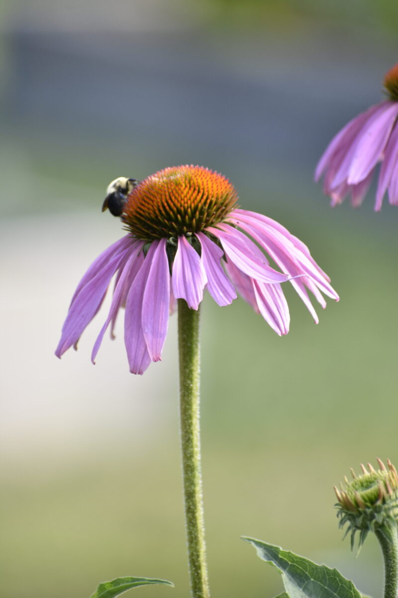 The straight species of Echinacea purpurea, or purple coneflower, is a valuable plant for pollinators, but the cultivars do not offer the same ecological benefits.    BRENDAN J. O'REILLY