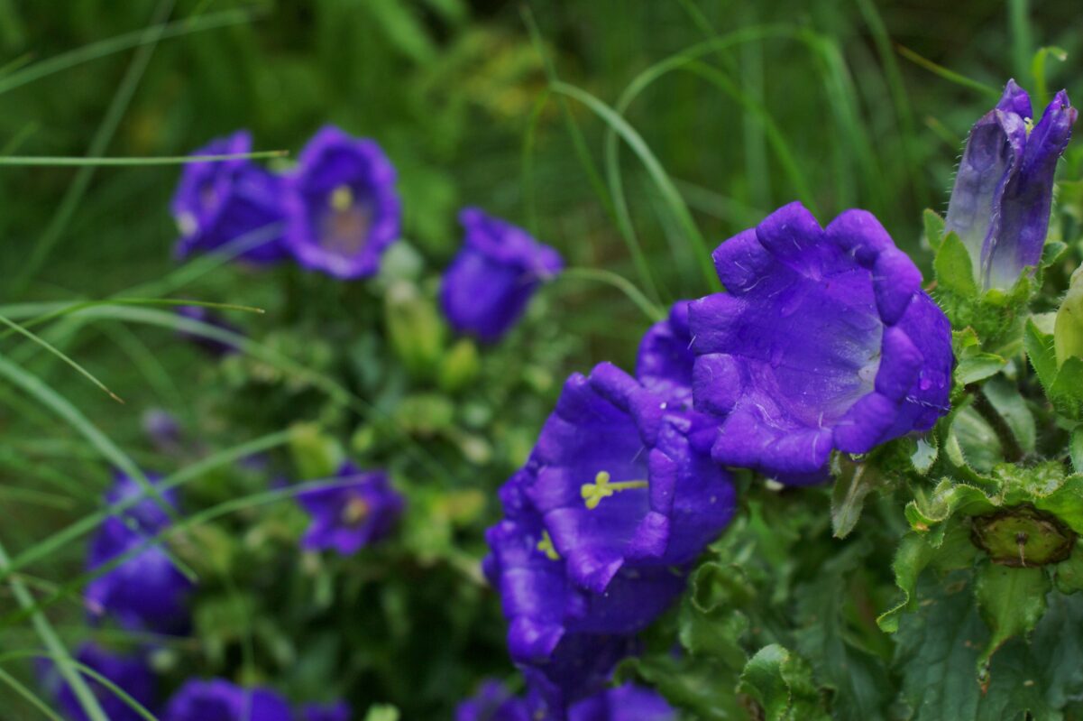 Campanula medium (purple bellflower) at Previti/Gumpel Garden in East Hampton. KARL GERCENS