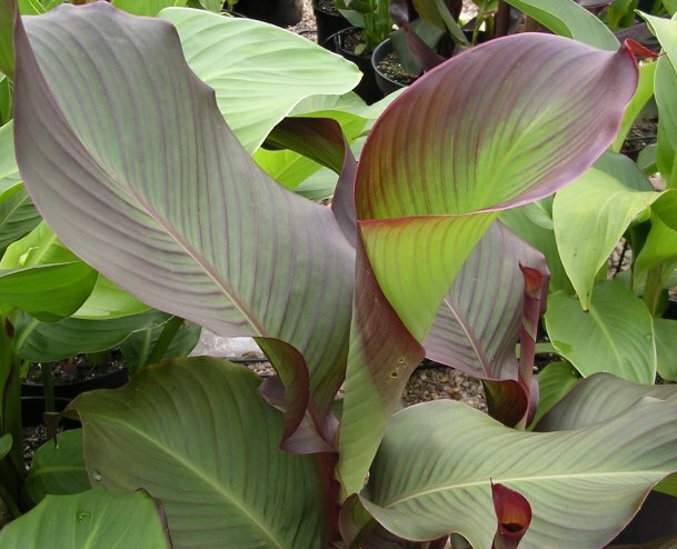 This variety of Canna develops tinges of maroon in the foliage as the leaves mature and unfurl.  PUBLIC DOMAIN IMAGE