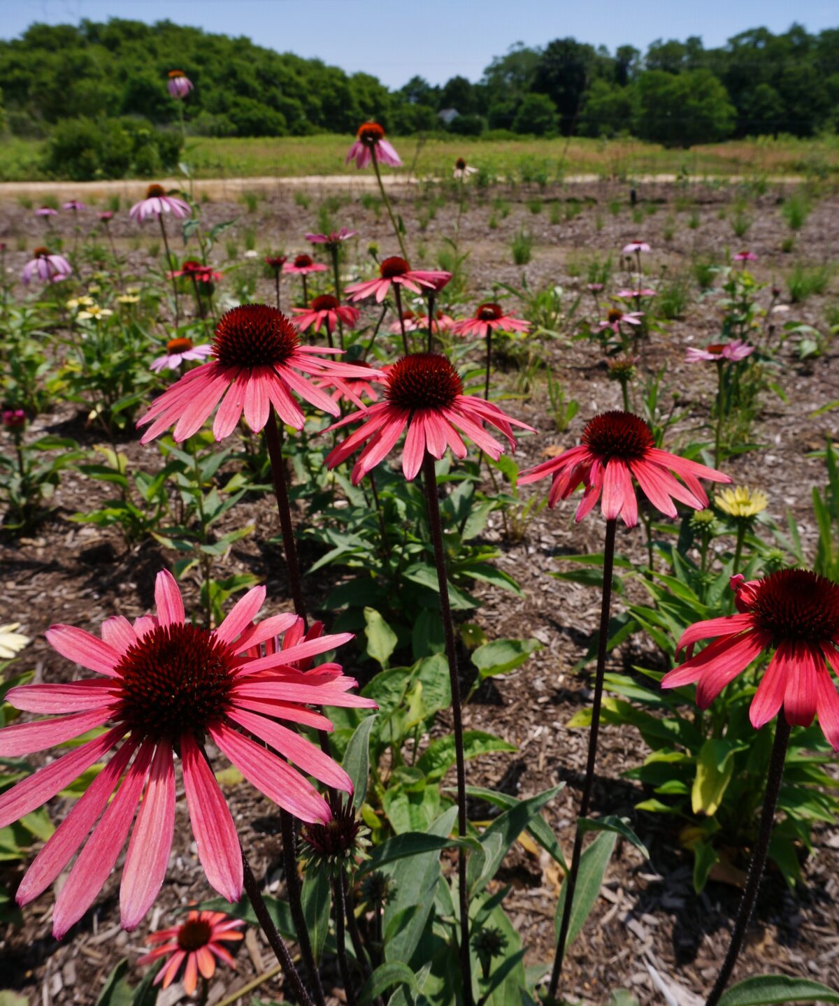 Echinacea hybrids at at Landcraft Garden Foundation in Mattituck. KARL GERCENS