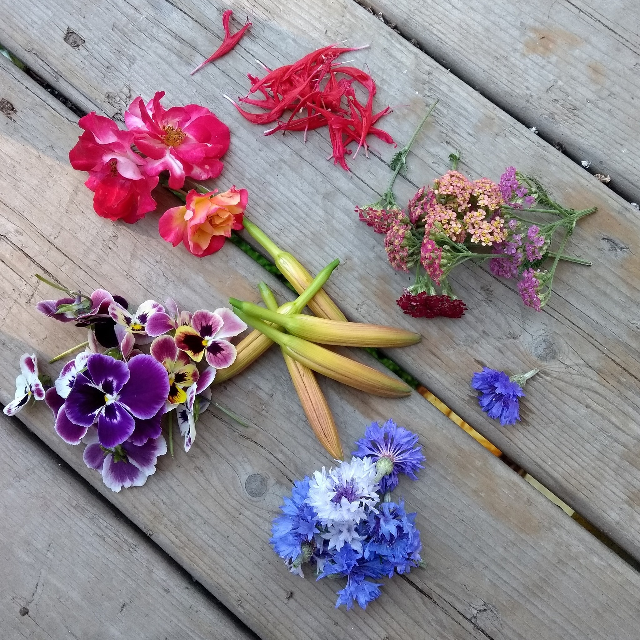 A selection of edible flowers that can be eaten as is or for cooking and teas. From the top clockwise, Monarda didyma, Achillea millefolium, Centaurea, Viola and Rose with Hemerocallis buds (daylilies) in the center.   IDEALITES/CC BY-SA 4.0
