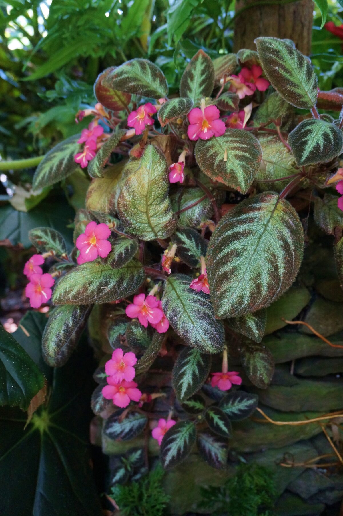 Episcia cupreata 