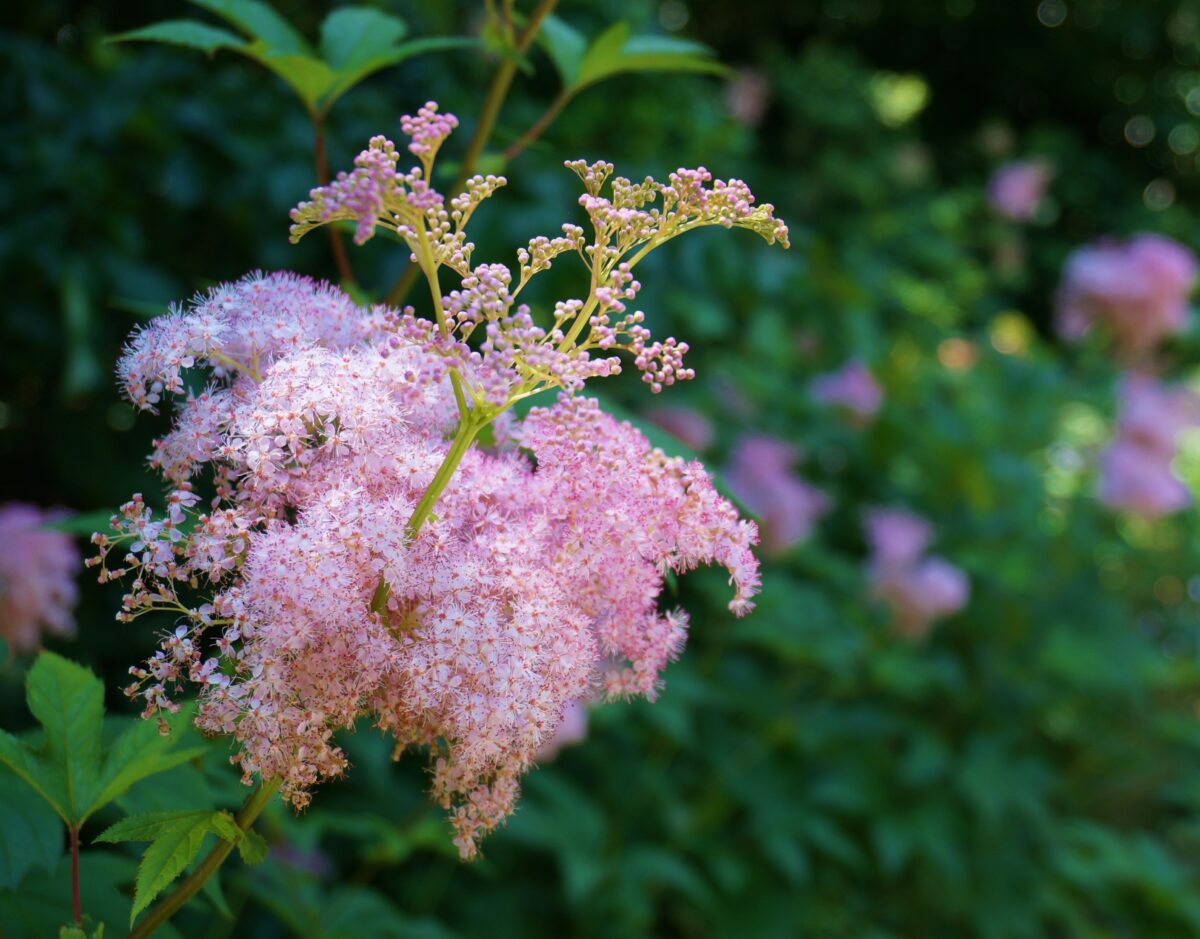 Filipendula rubra (queen-of-the-prairie)  at Landcraft Garden Foundation in Mattituck. KARL GERCENS