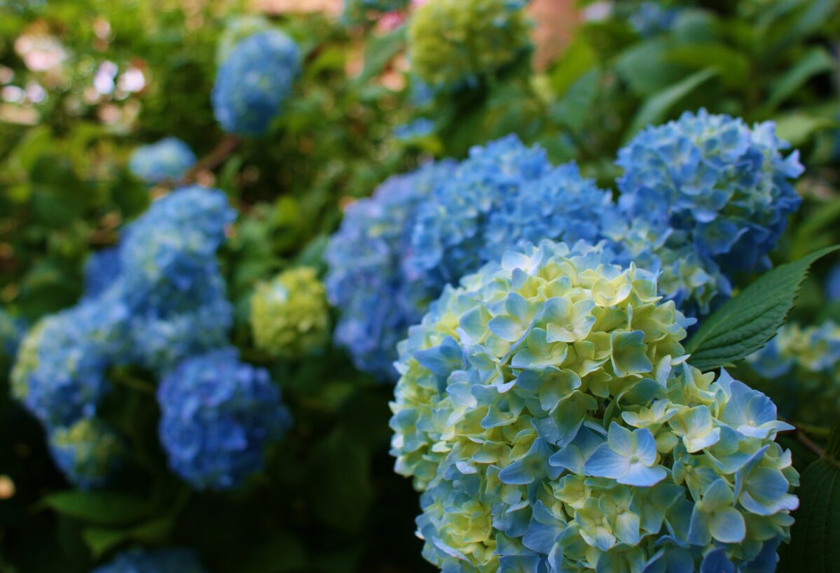 Hydrangea macrophylla 