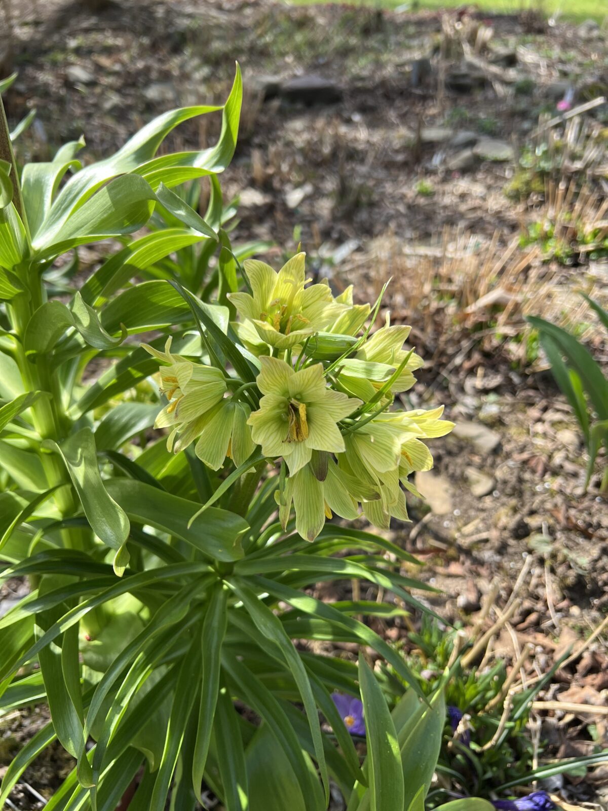 Fritillaria imperialis Lutea is deer proof and to some degree a deer repellant. It flowers on the East End in early to mid April and goes totally dormant in the summer.
ANDREW MESSINGER