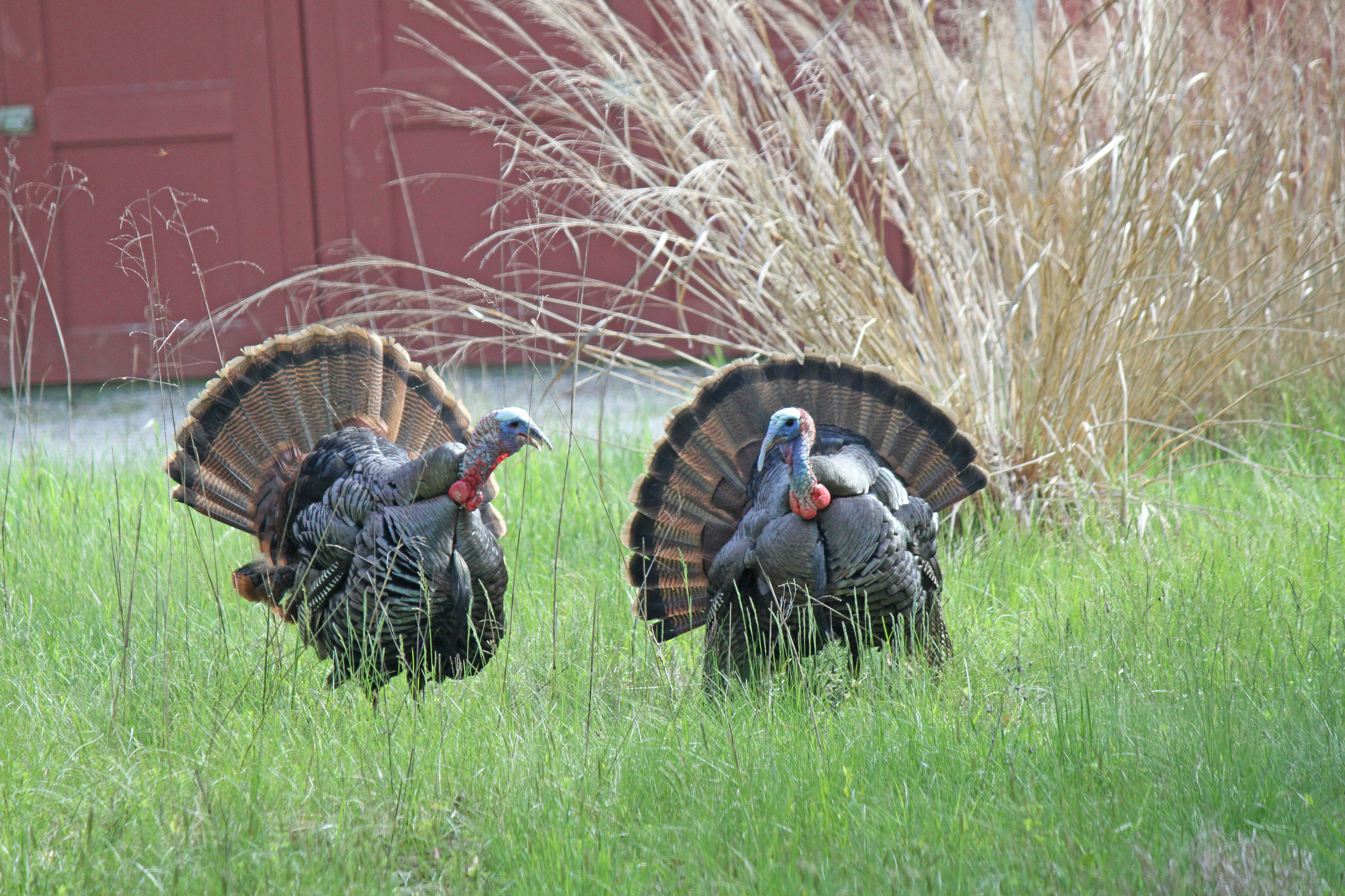 Male turkeys can be protective of their harems.   MICHAEL WRIGHT