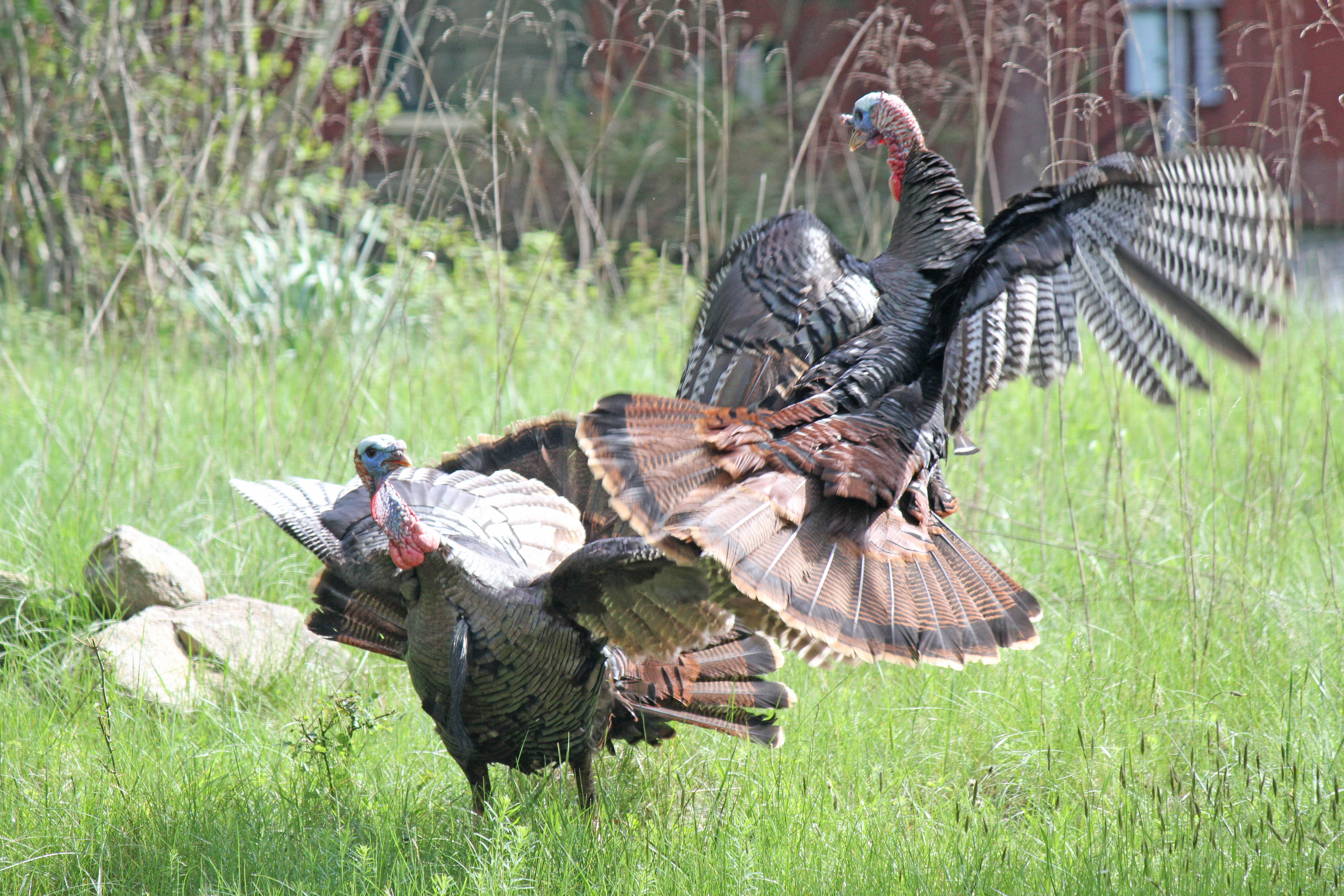 Male turkeys can be protective of their harems.   MICHAEL WRIGHT