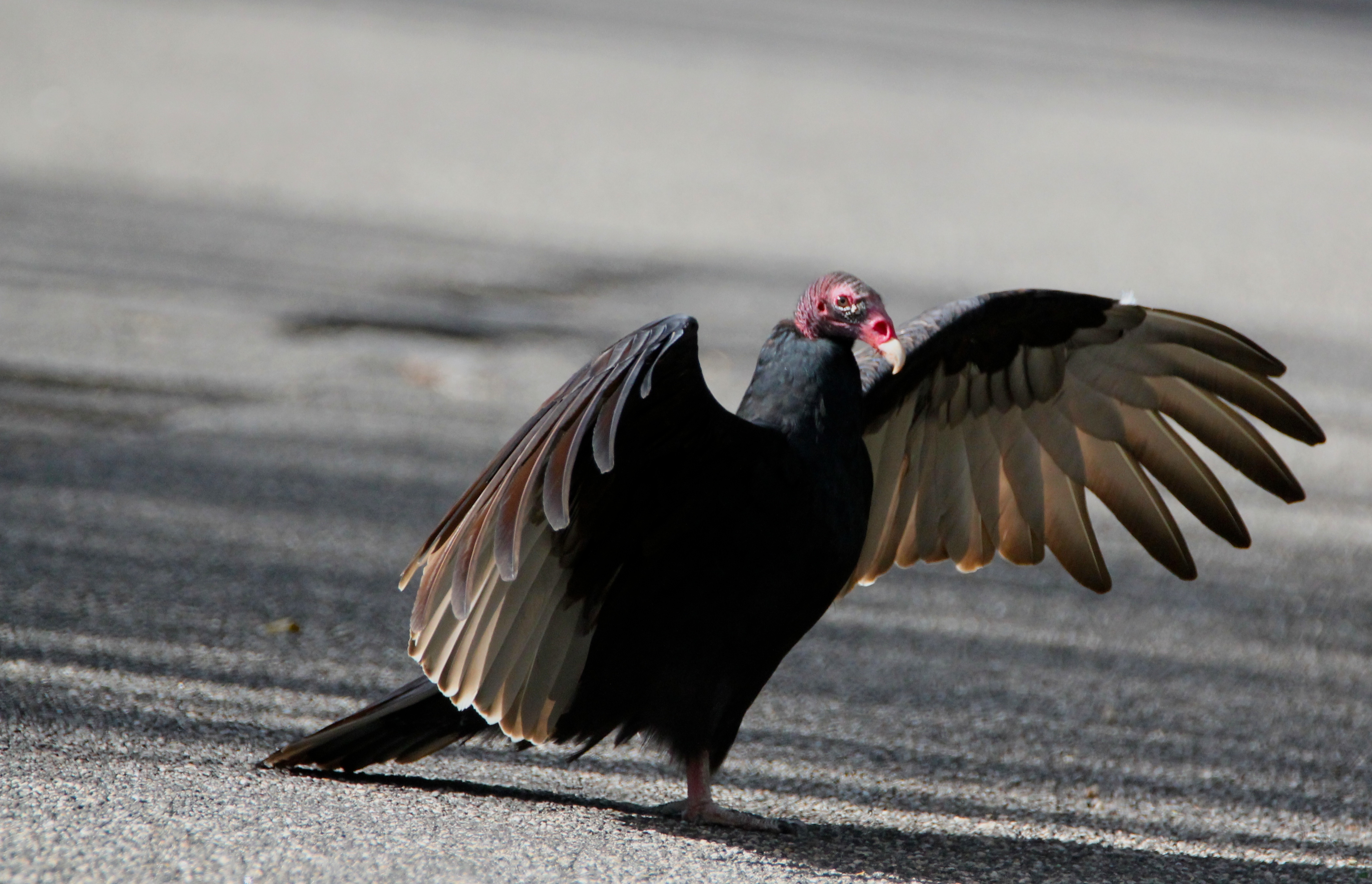 A turkey vulture.    TERRY SULLIVAN