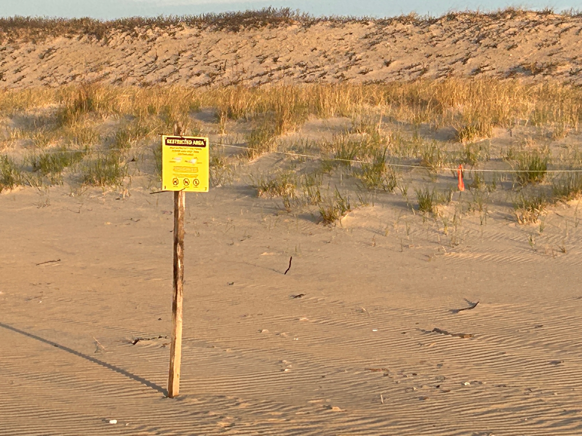 Signs and posts and little orange flags remind beachgoers to steer clear of the nesting grounds of endangered piping plovers.    KITTY MERRILL