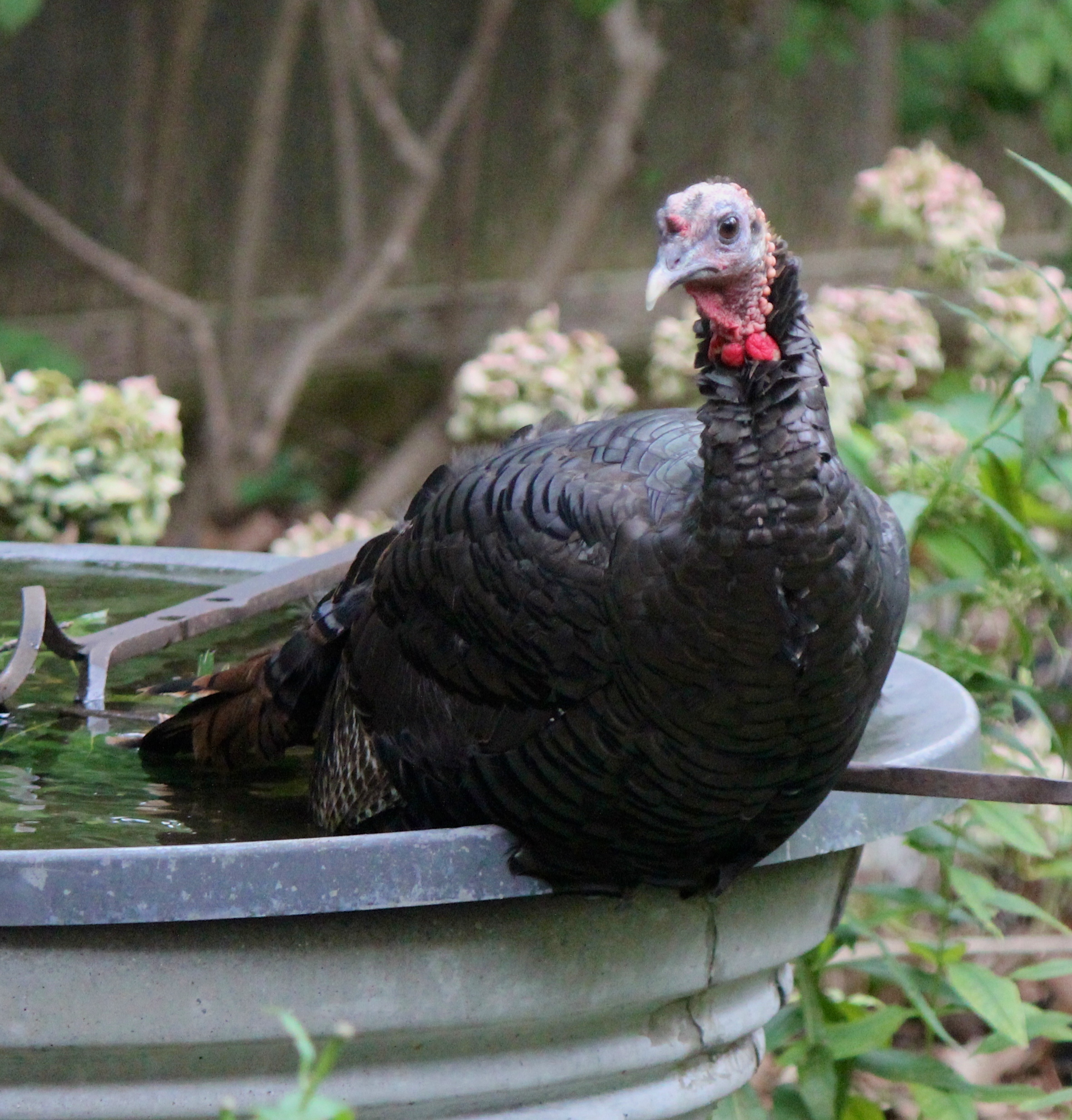A male turkey.   TERRY SULLIVAN